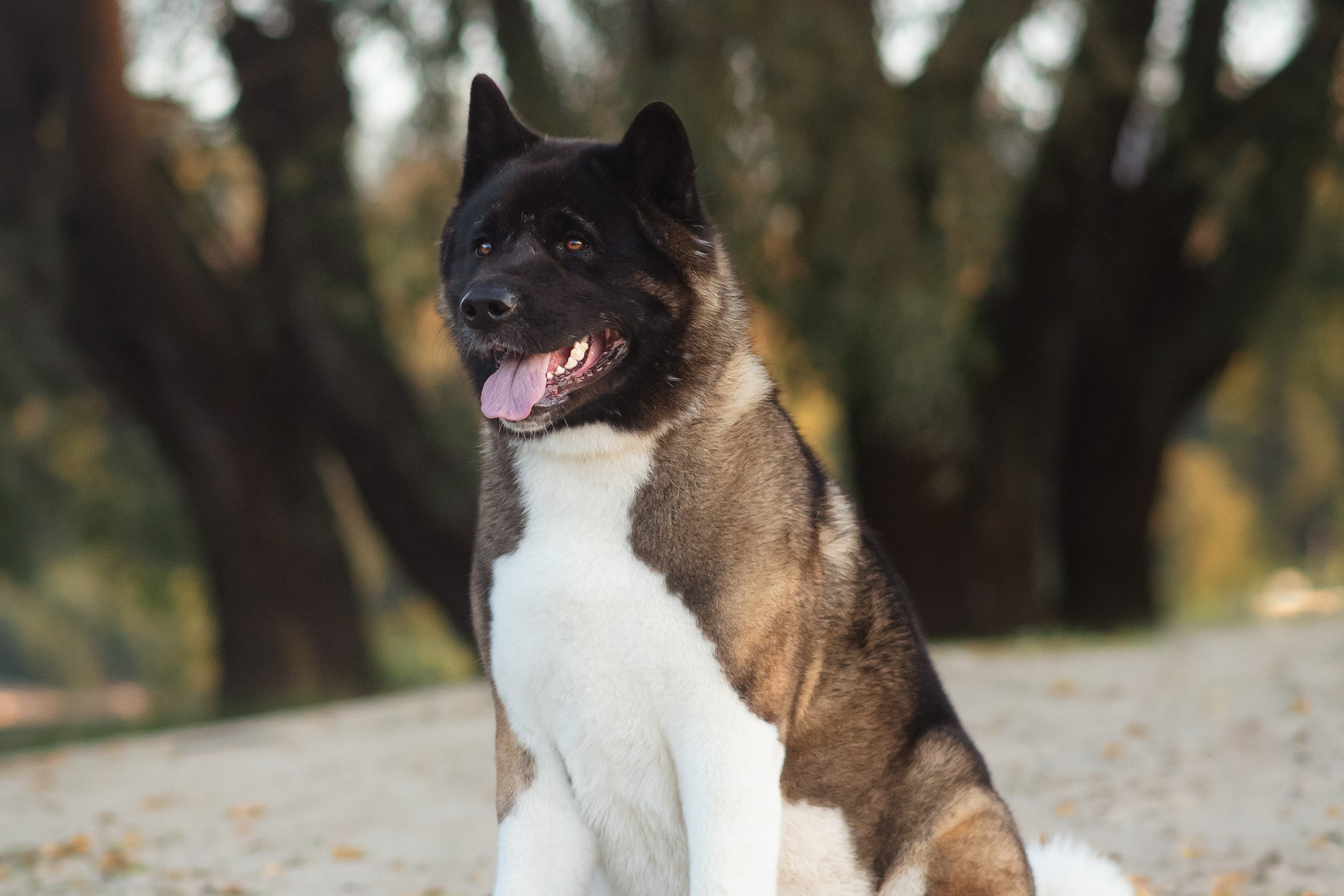 Американская Акита Дива — 16.09.2024