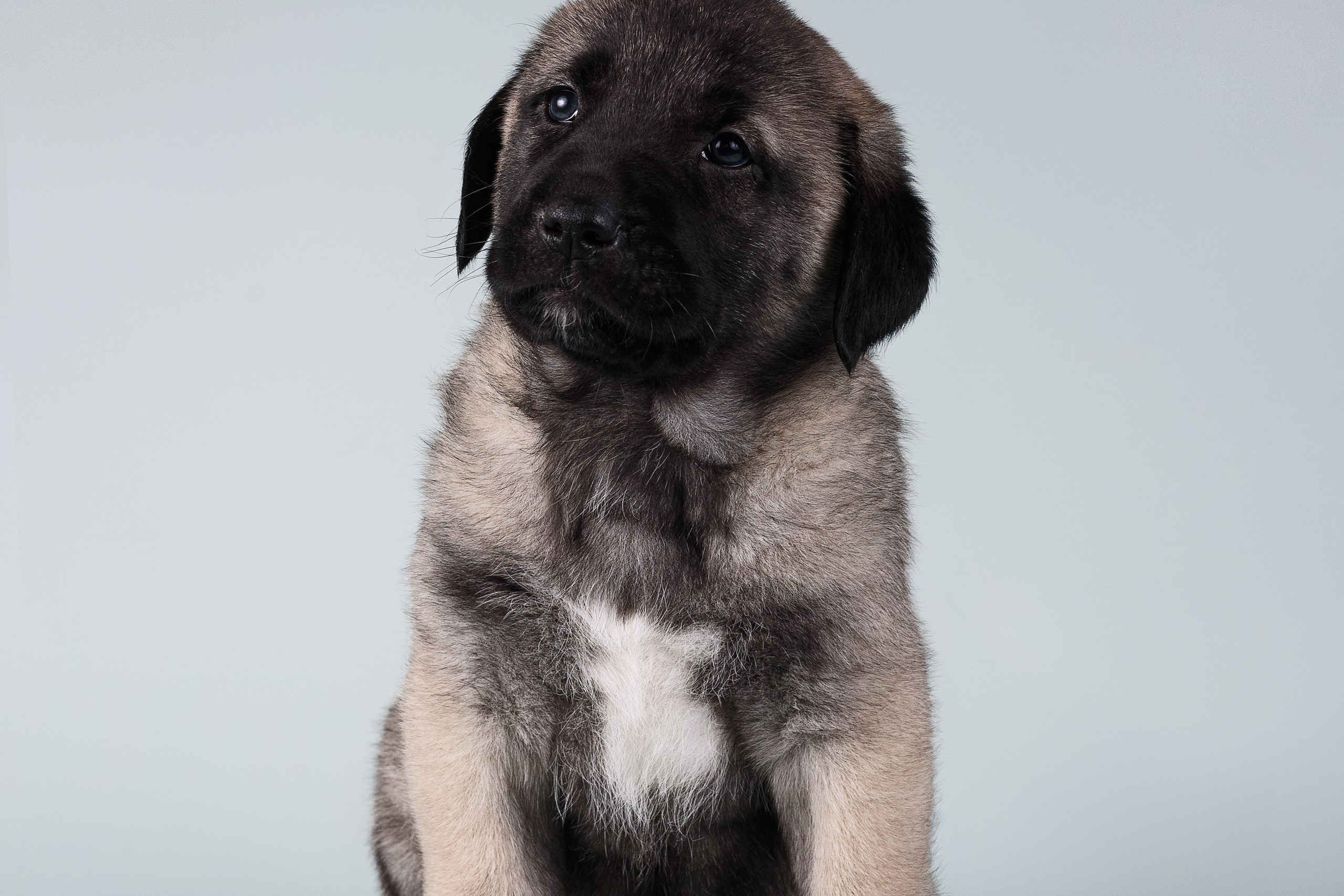 Щенки Кангальской овчарки