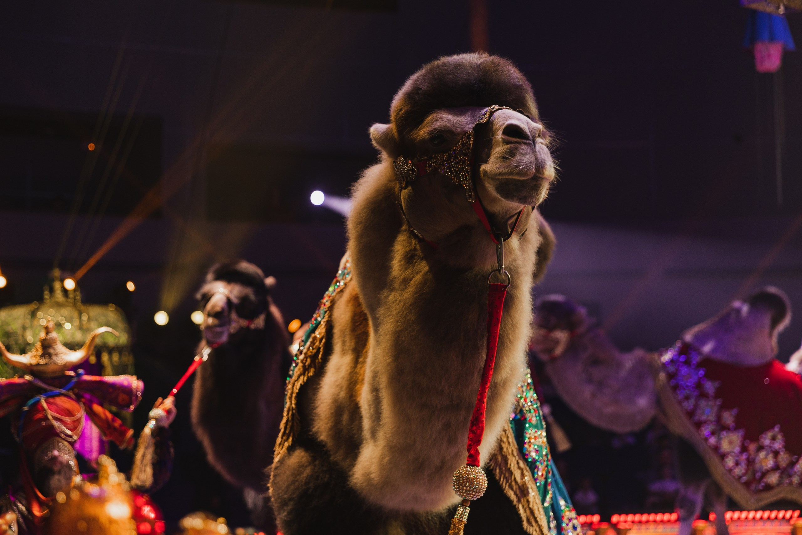 Шоу Гии Эрадзе