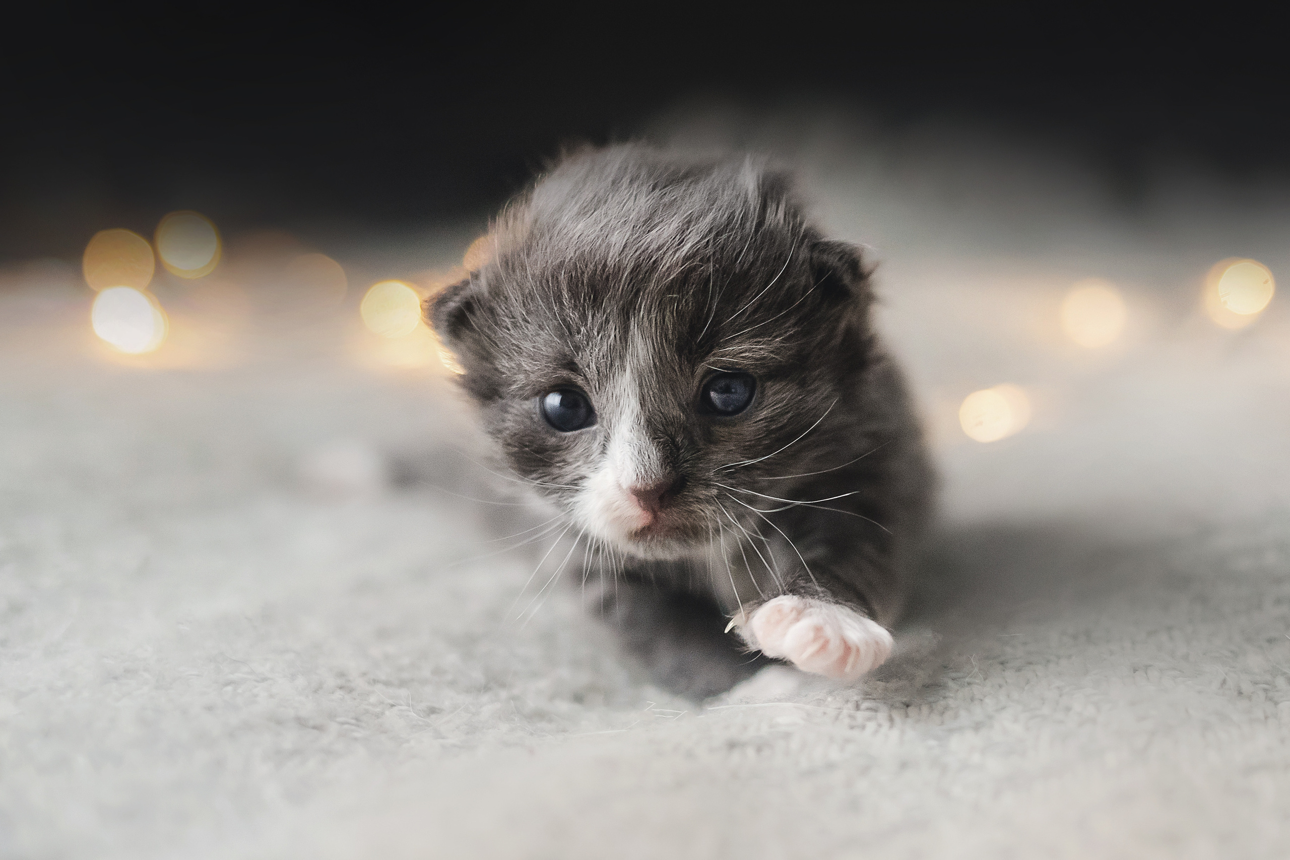 Серый и Белый