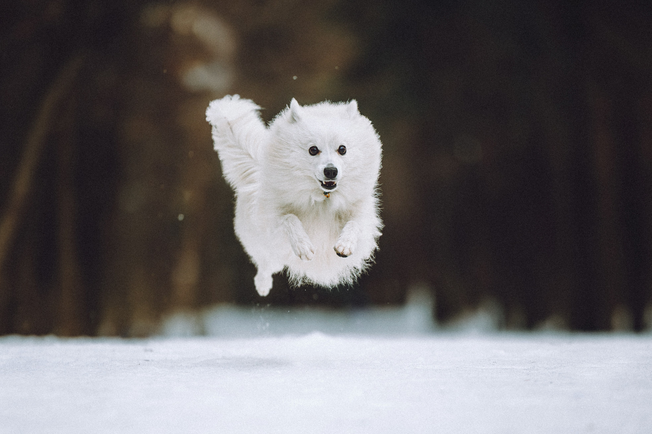 Шани и ее семья