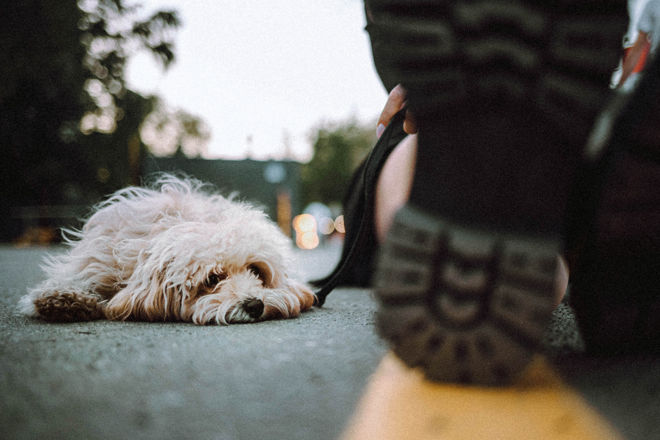 Настя и Симба