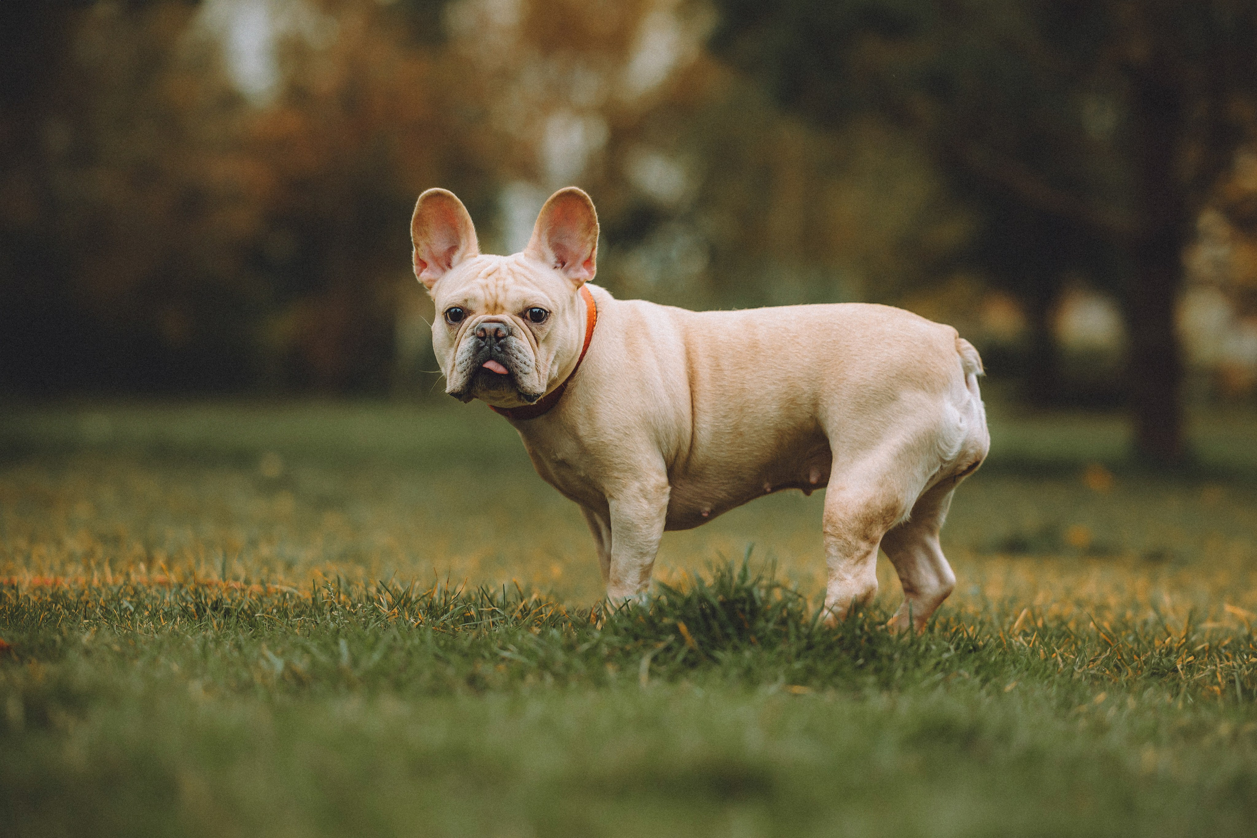 Антонина и Амиша