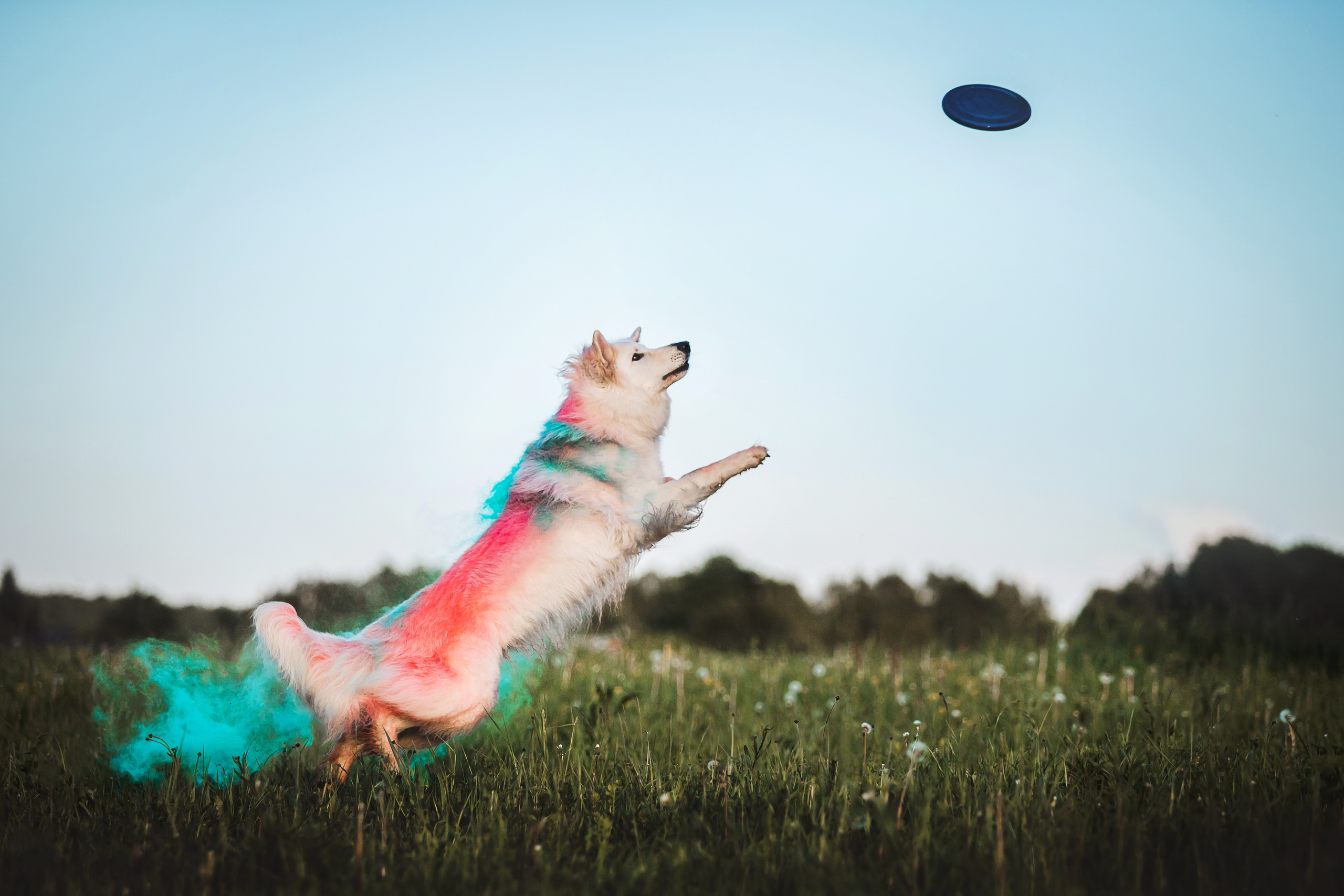 Джек и краски Холи