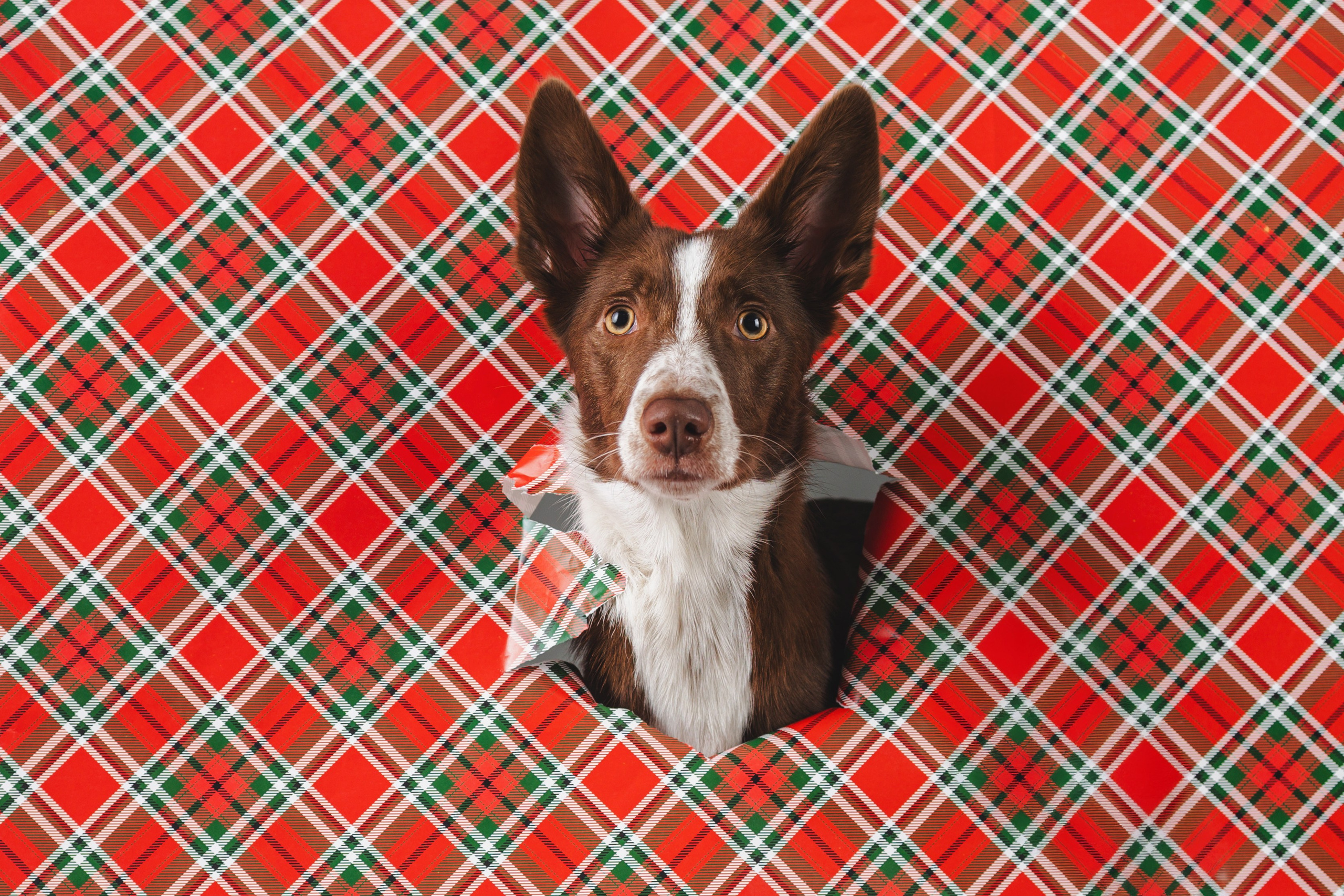 Воркшоп по импульсному свету