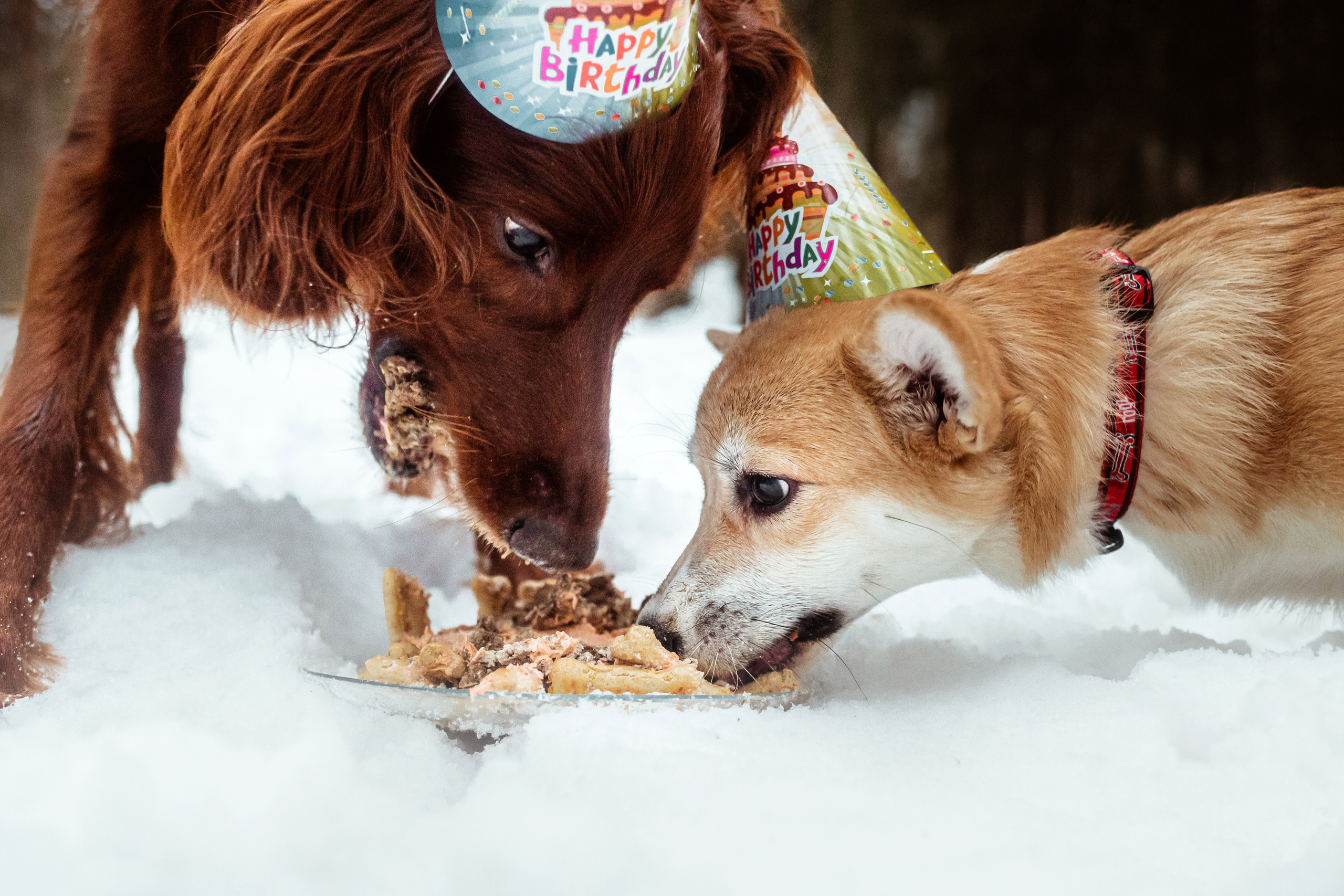 День Рождения Джерри