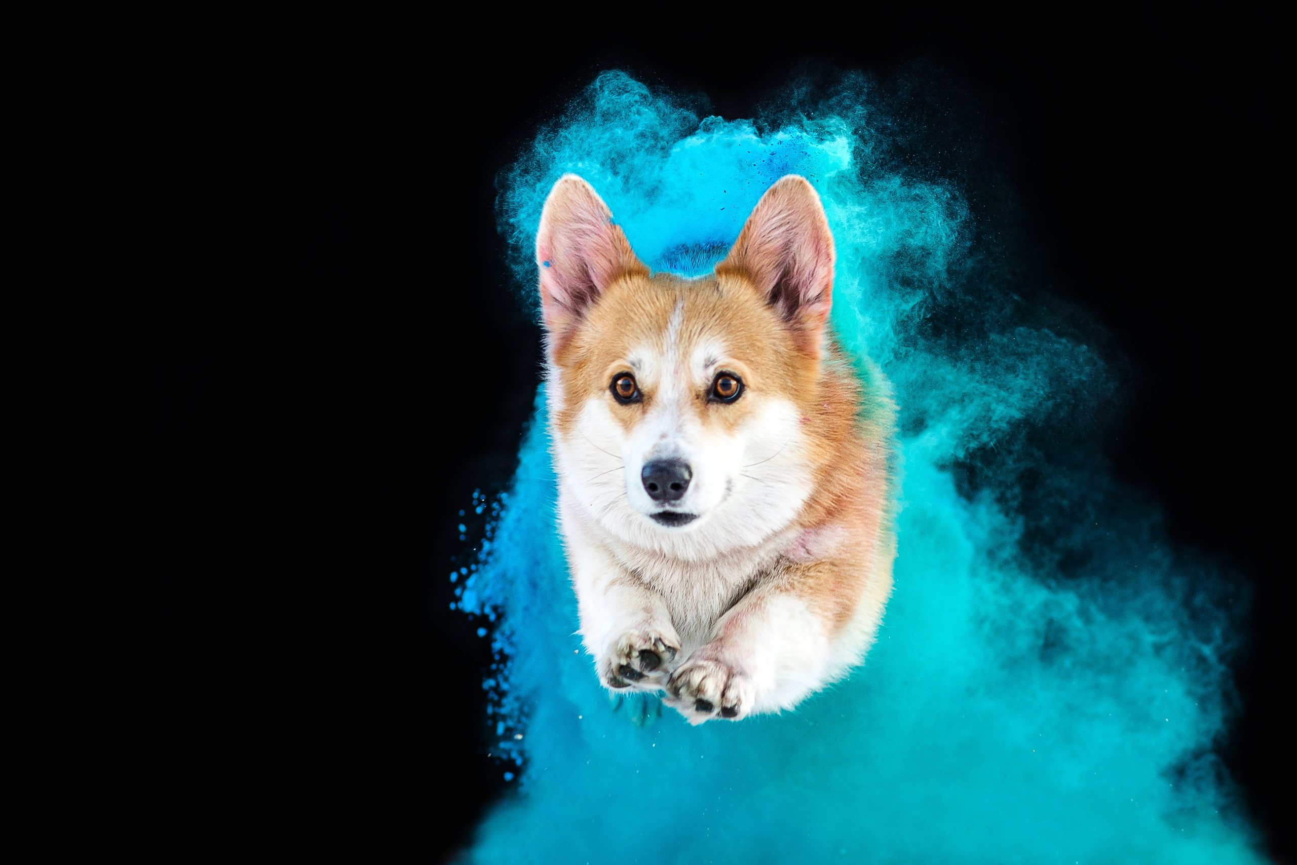 Фиби, Нами, Флоки и Флэш