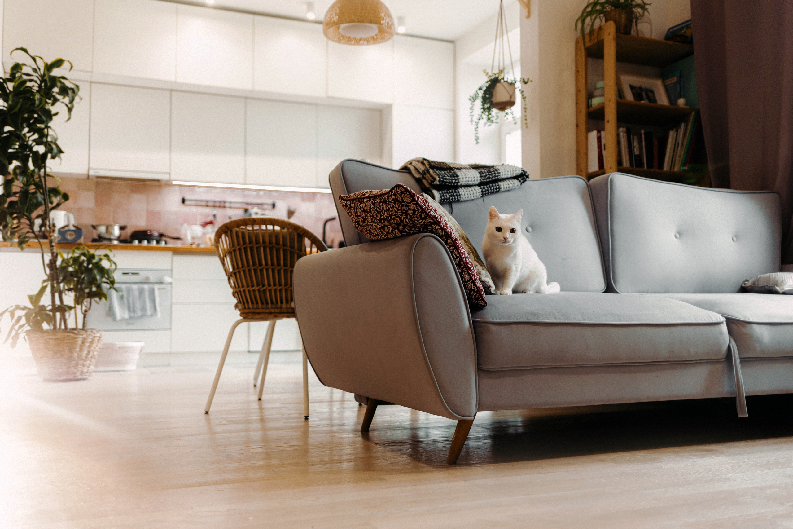 Алиса, Мира и Вейдер