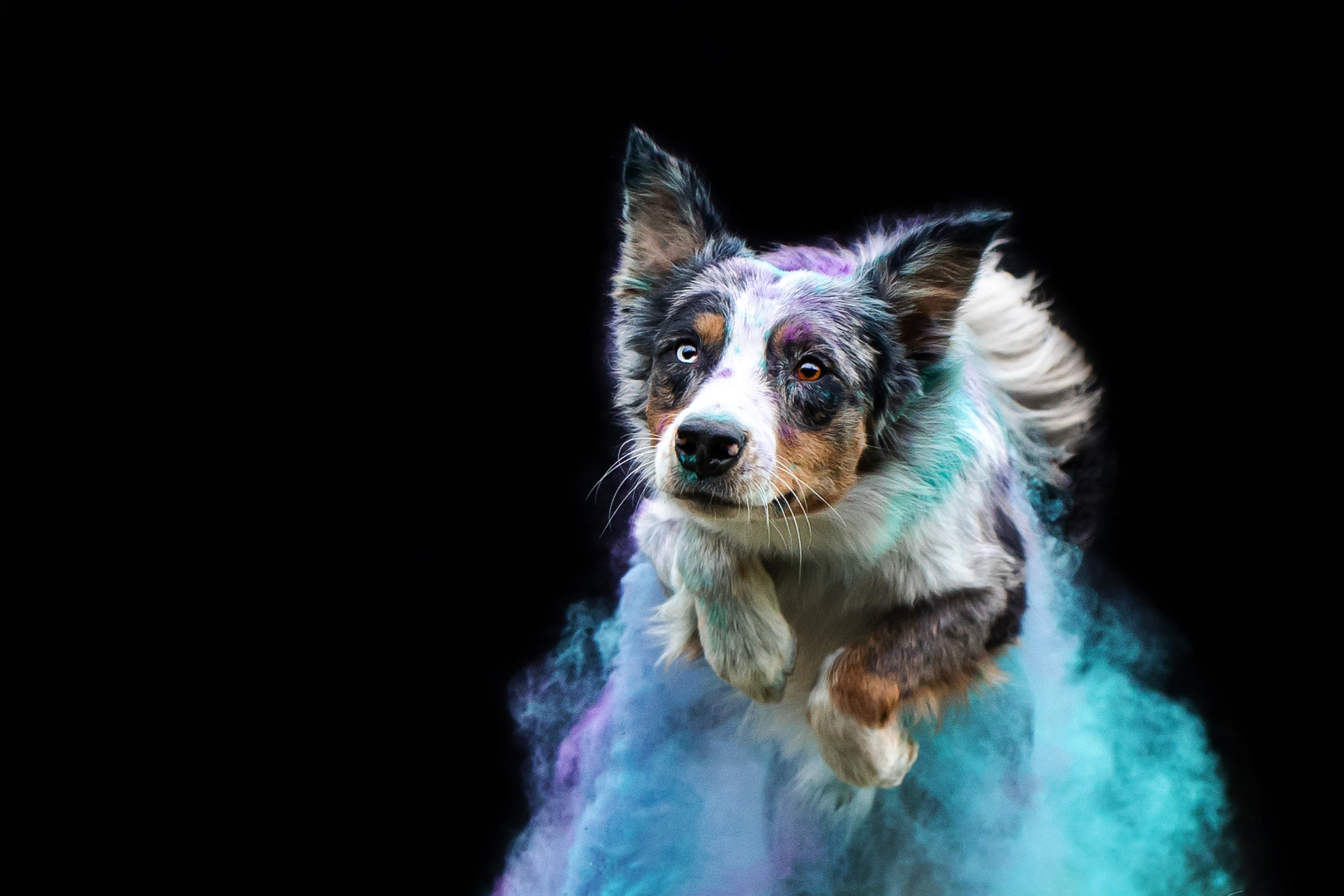 Пиксель и Зола