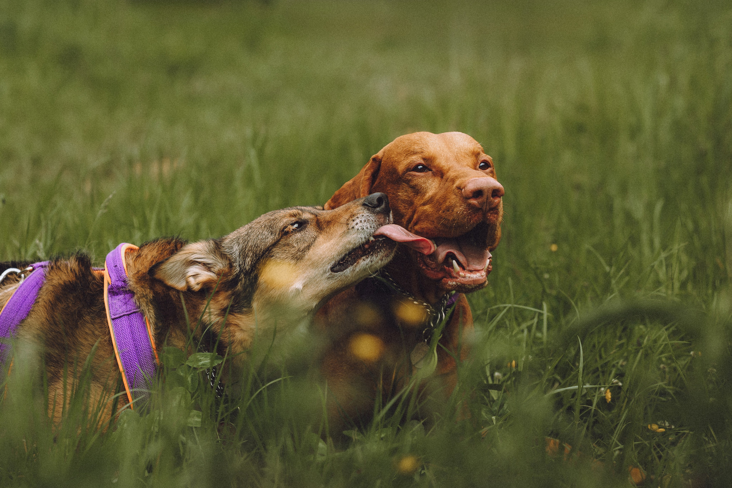 Груша, Данни, Фунтик и их семья