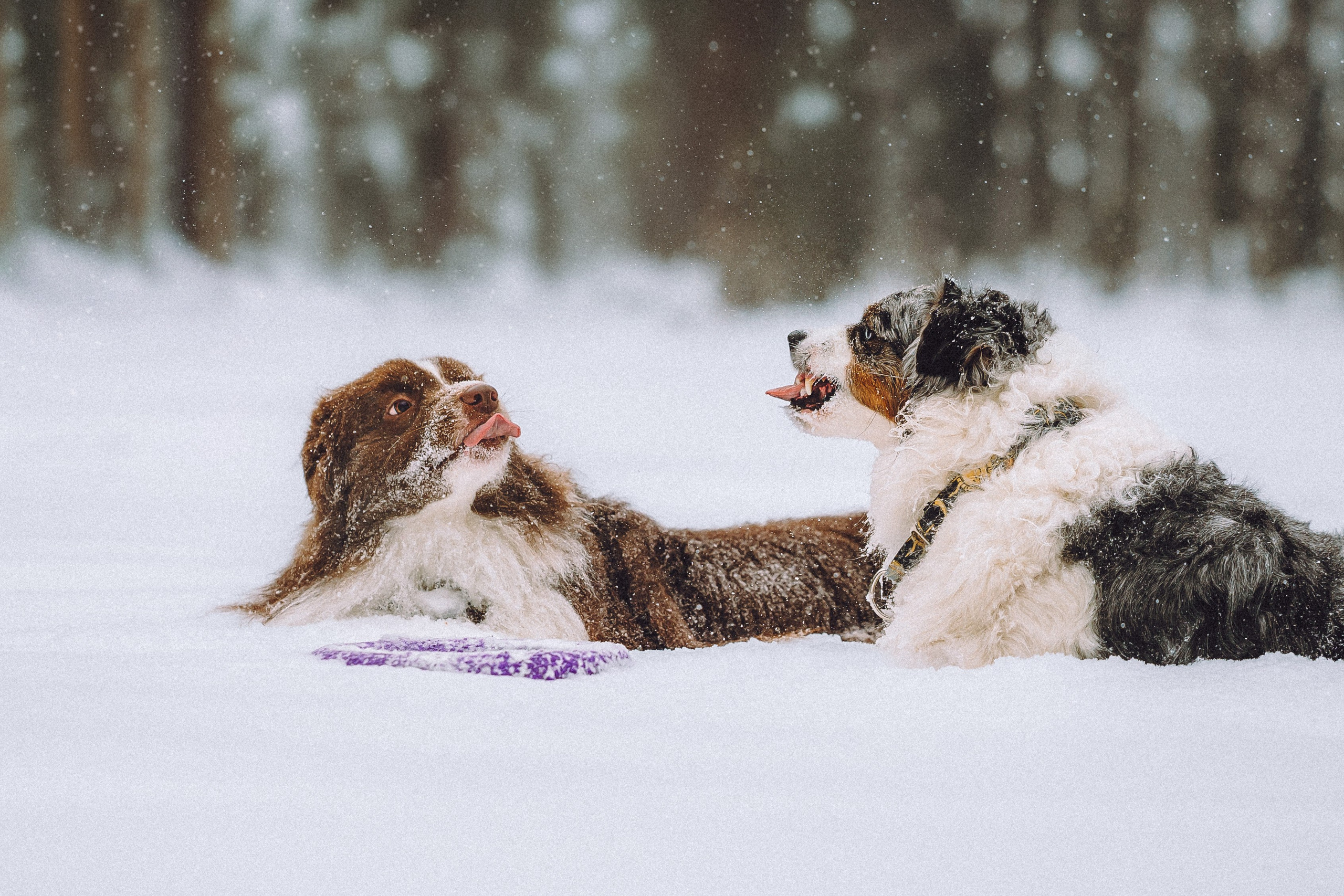 Лена, Принц и Фенек