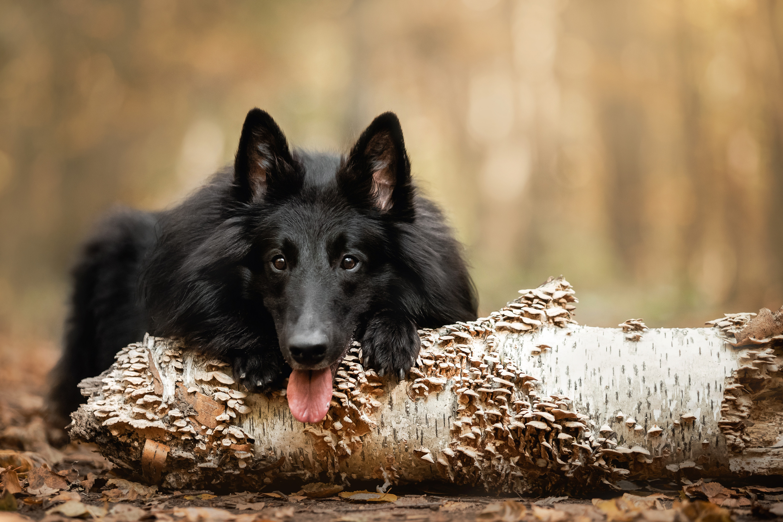 Йаррхи и его семья