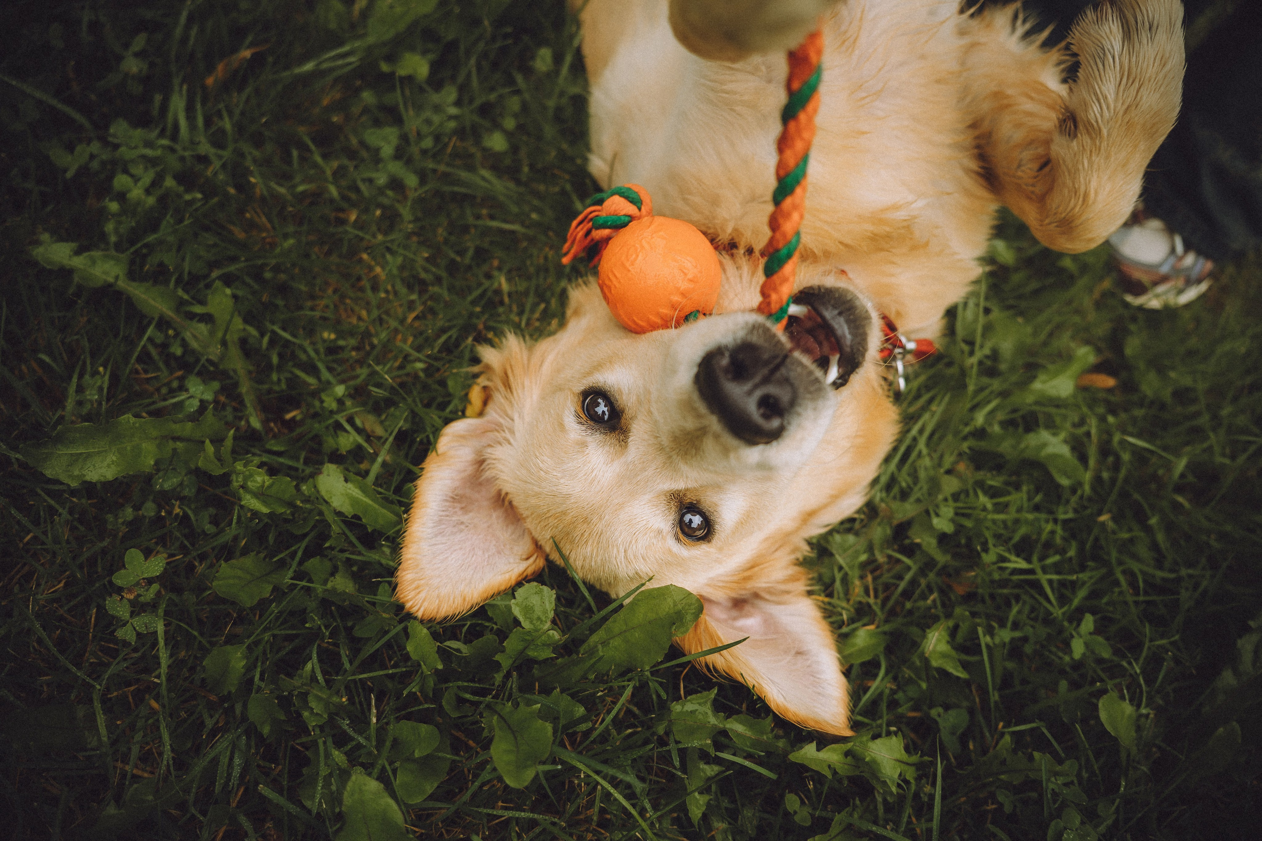 Алена и Лея