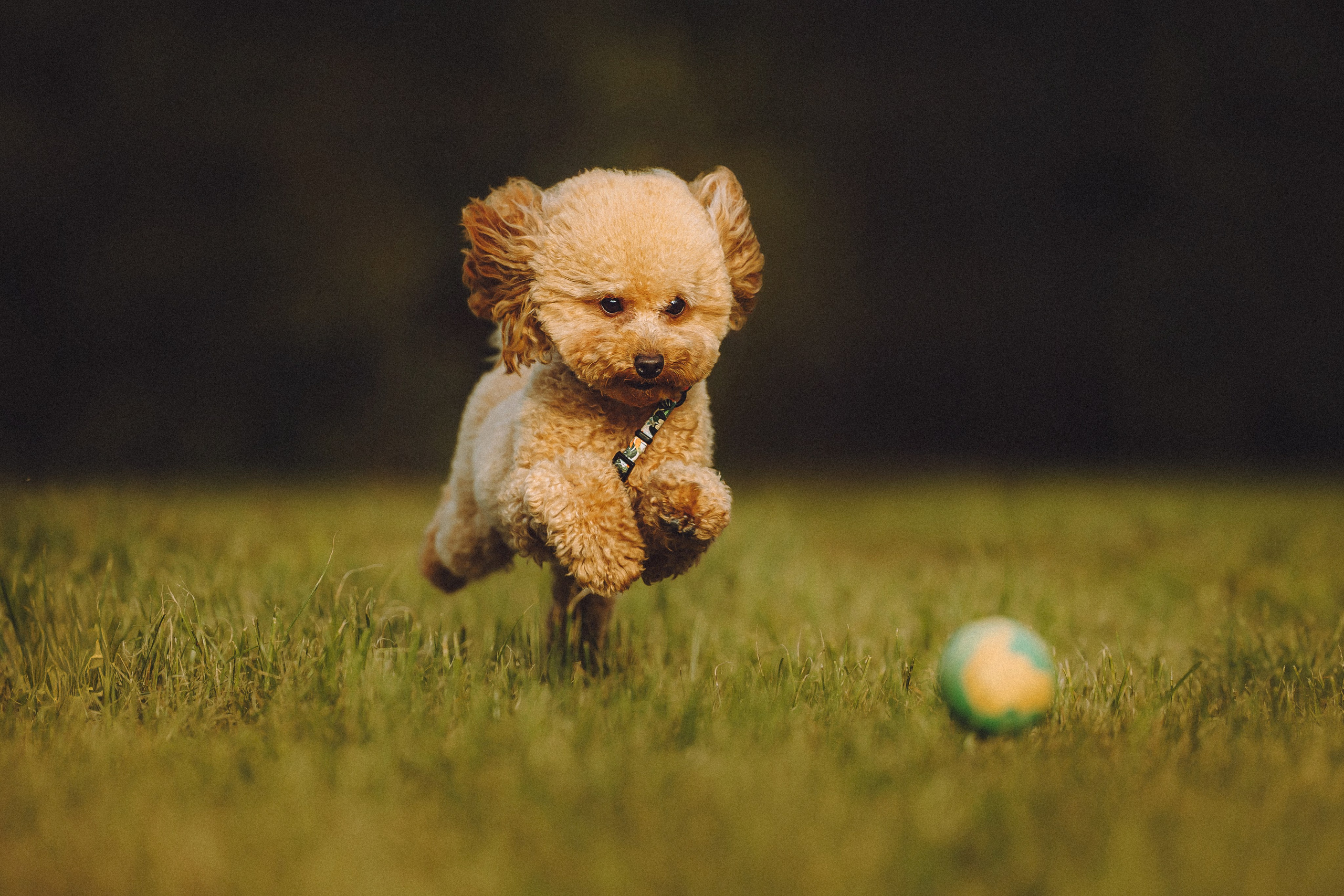 Даша и Джули