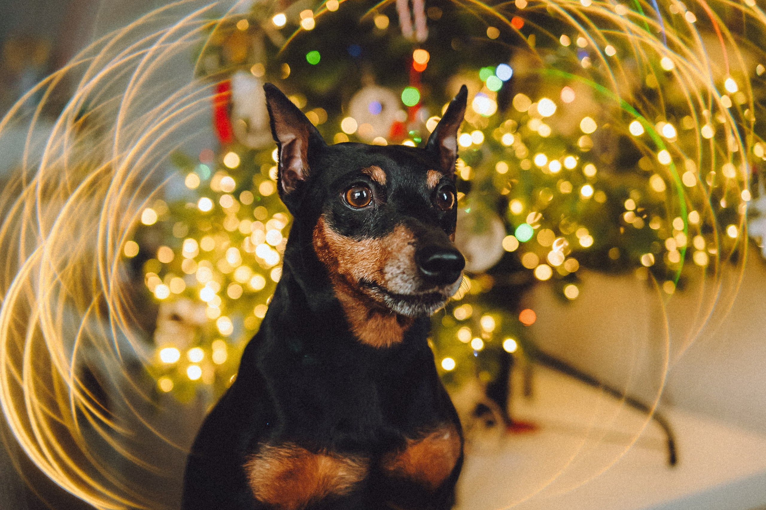 Топик и его семья