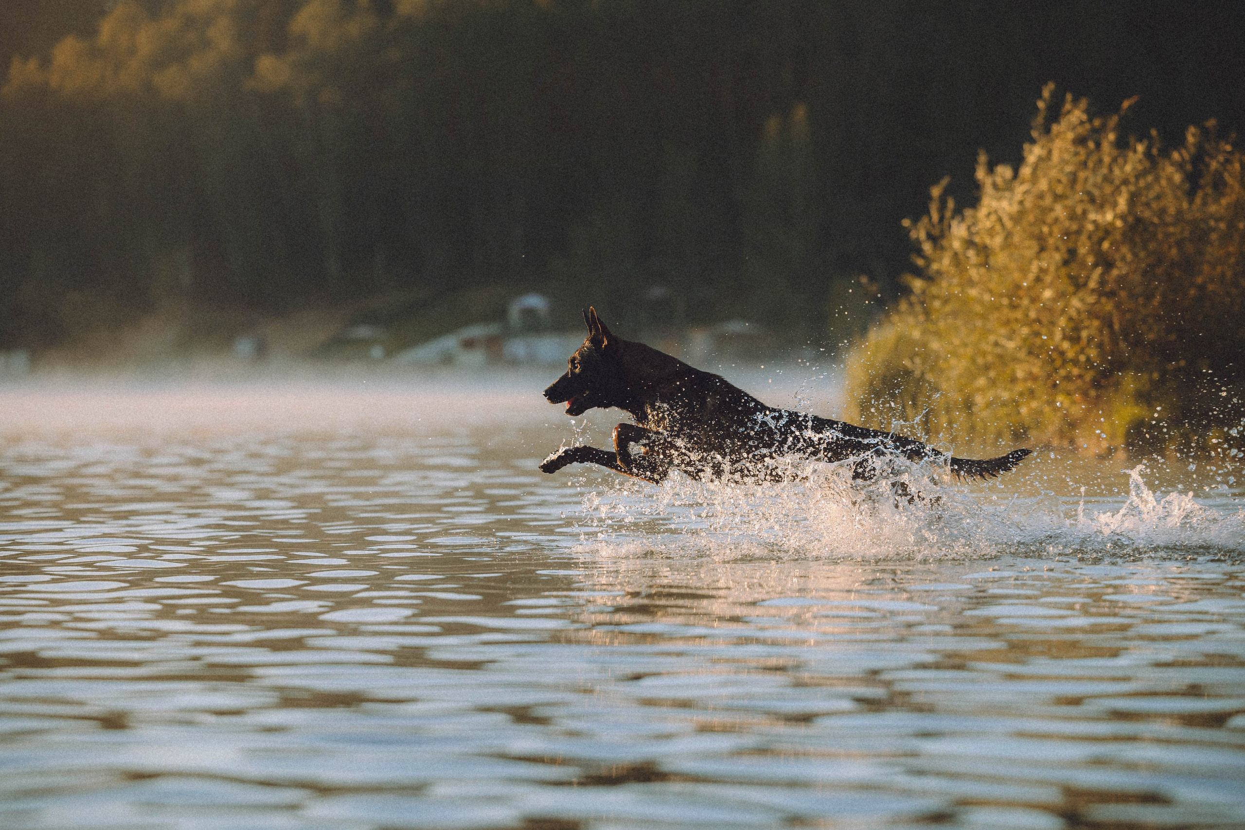 Таня, Ерш и Оллик