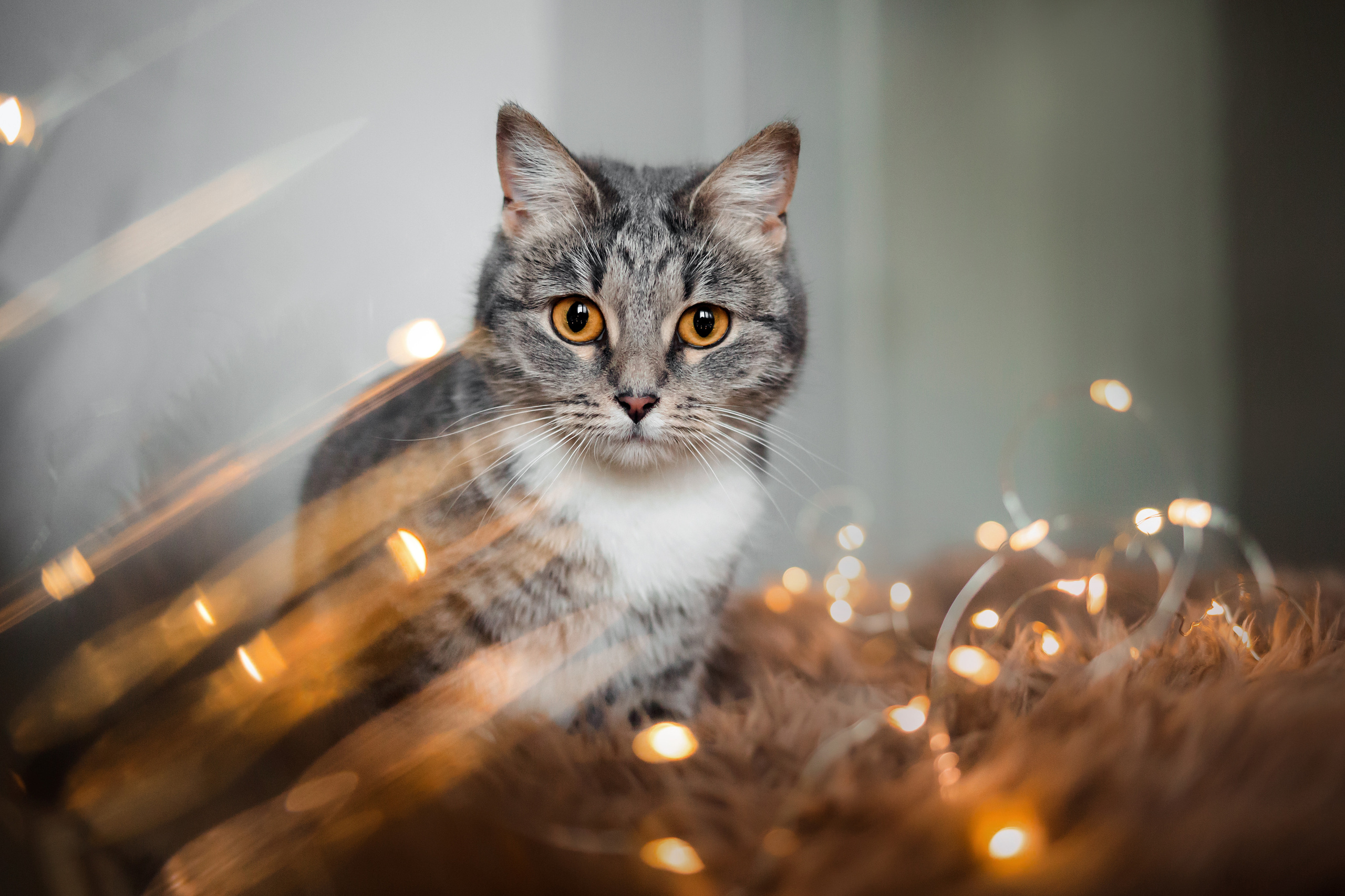 Гренландия