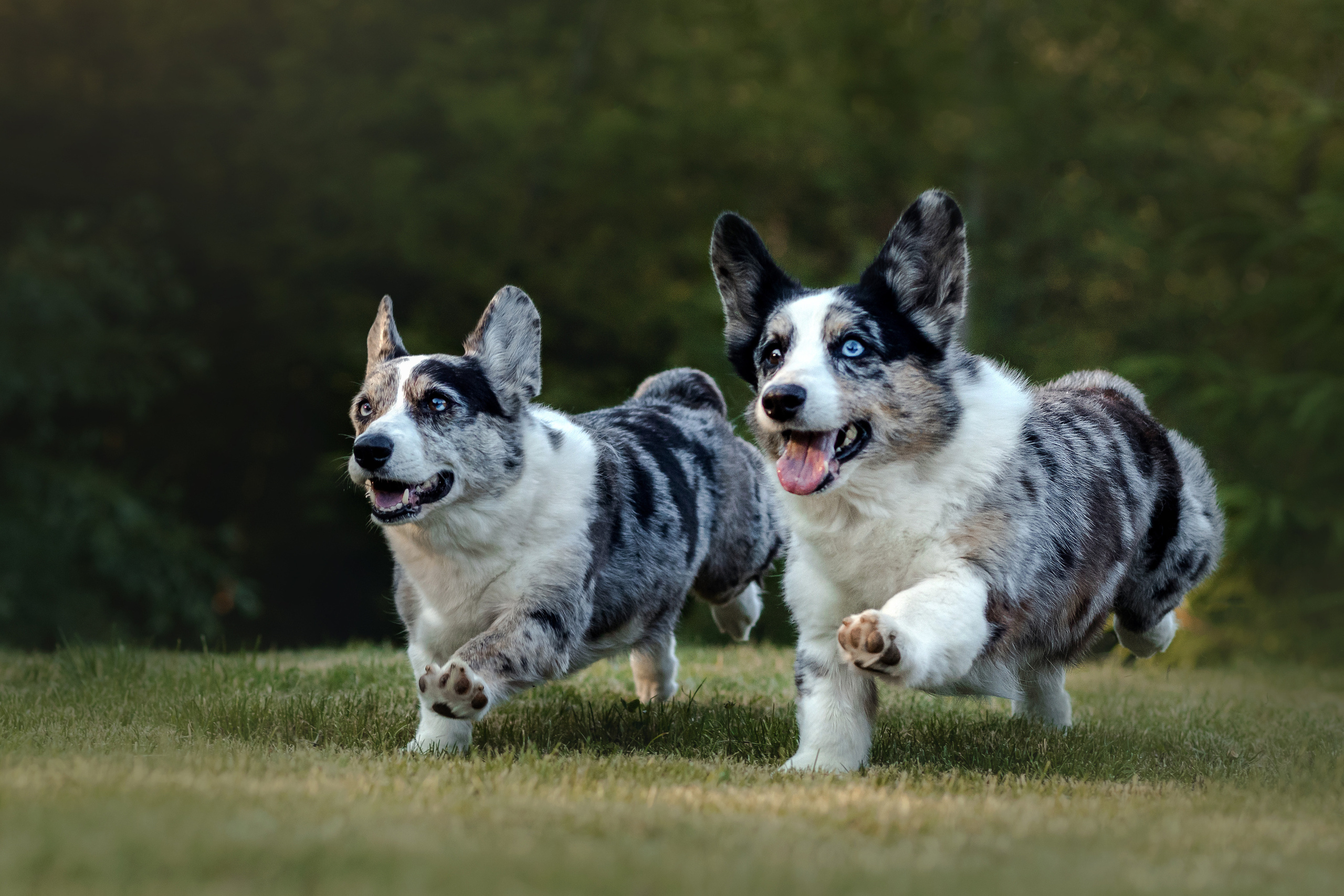 Адель, Бонни и их семья