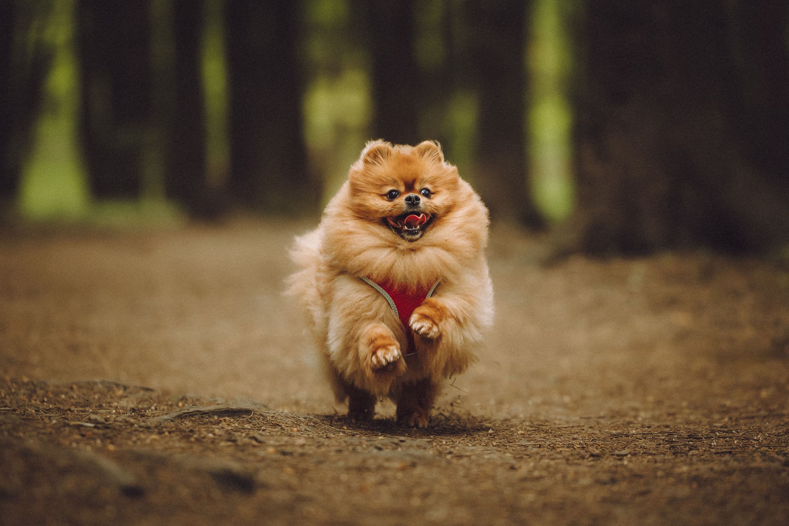 Лорик и его семья