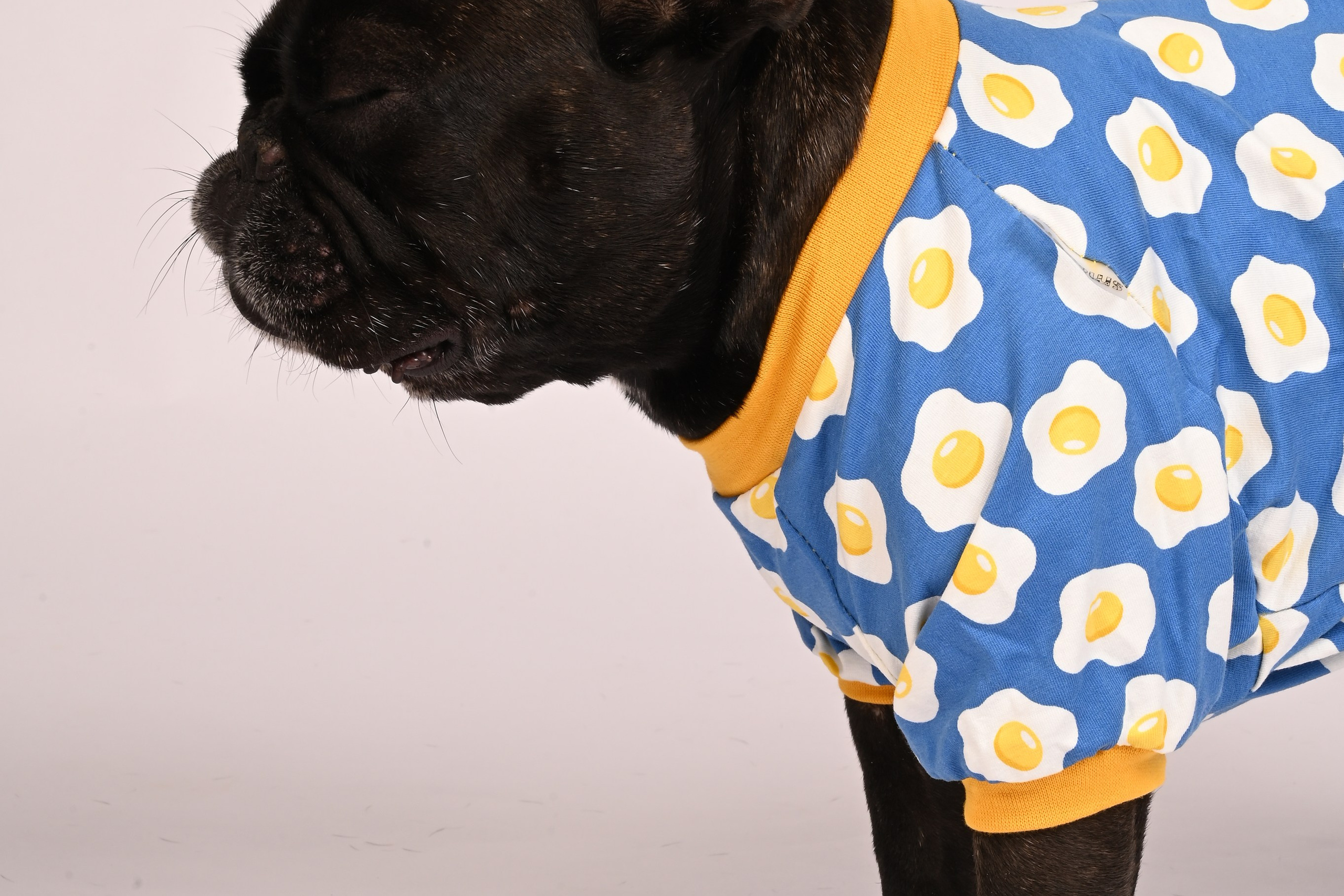 Одежда для собак