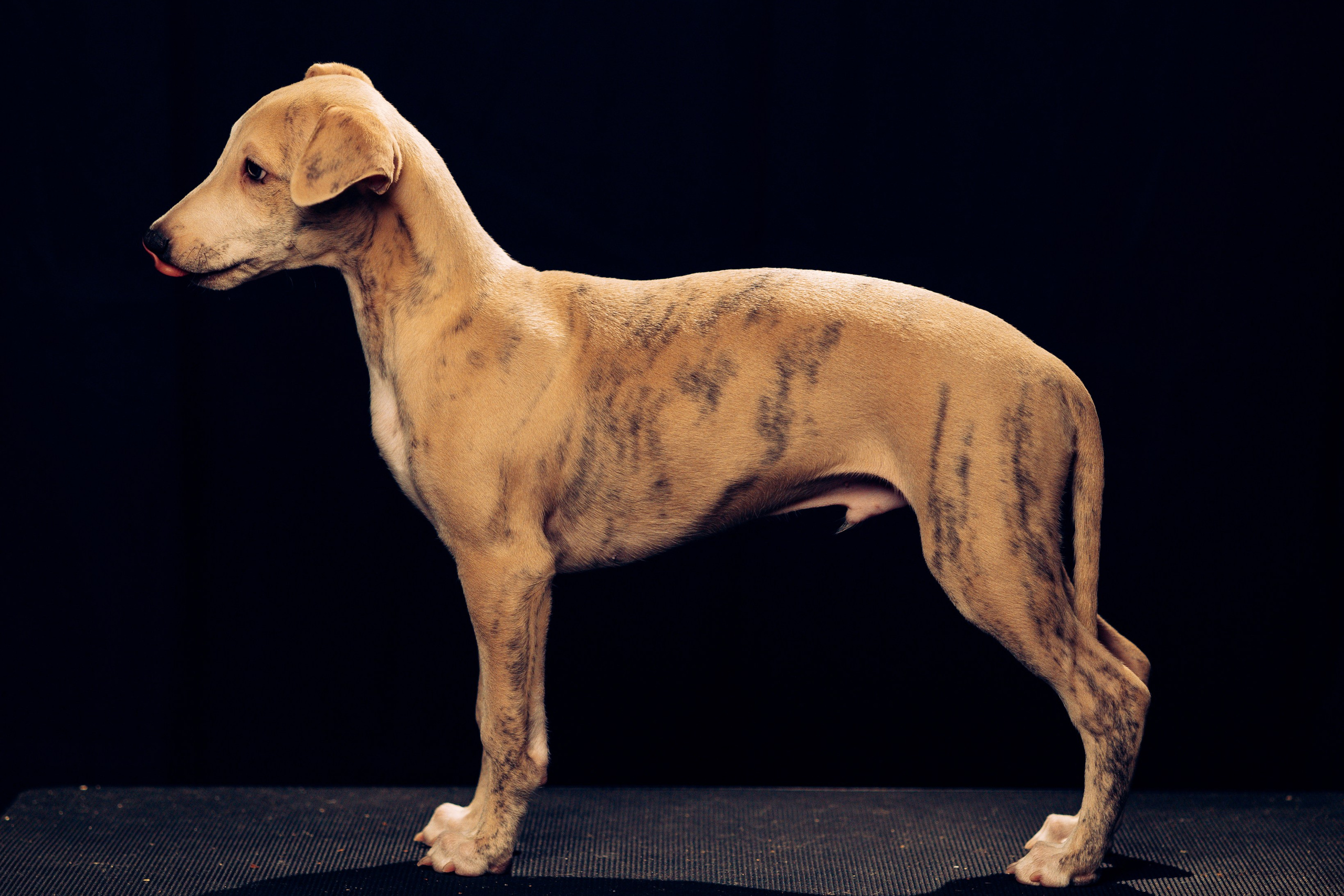 Детки-конфетки