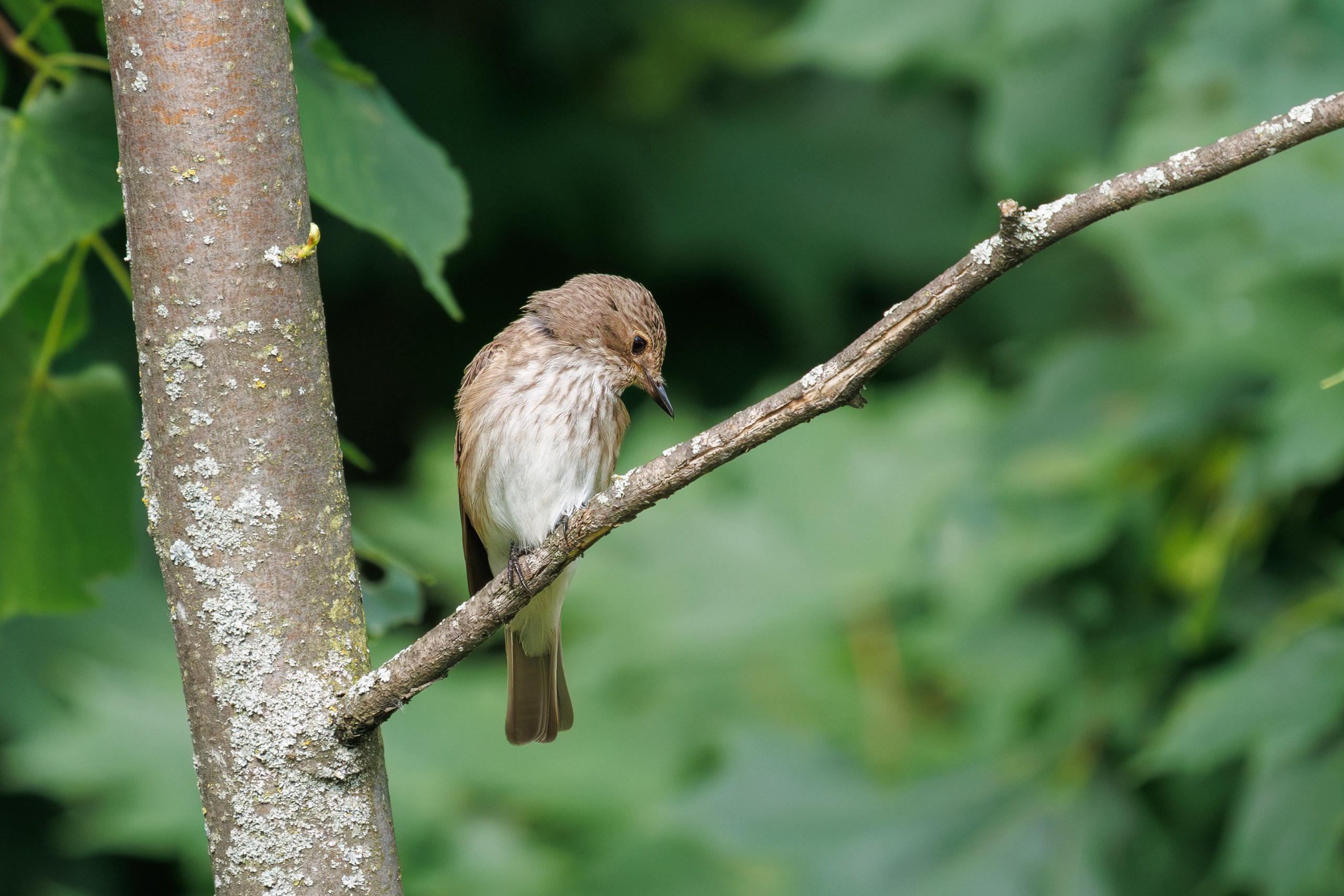 Парки и окрестности г. Люберцы.
