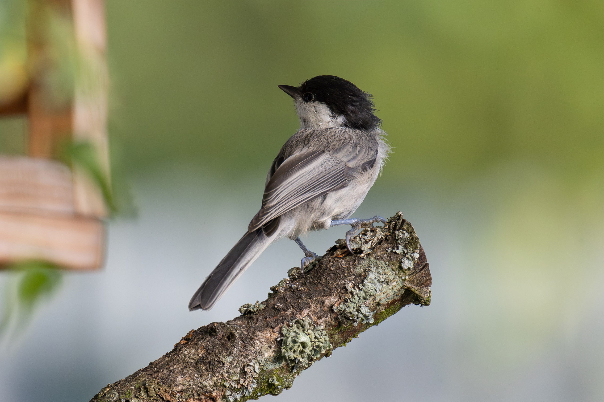 СНТ «Подлесье»