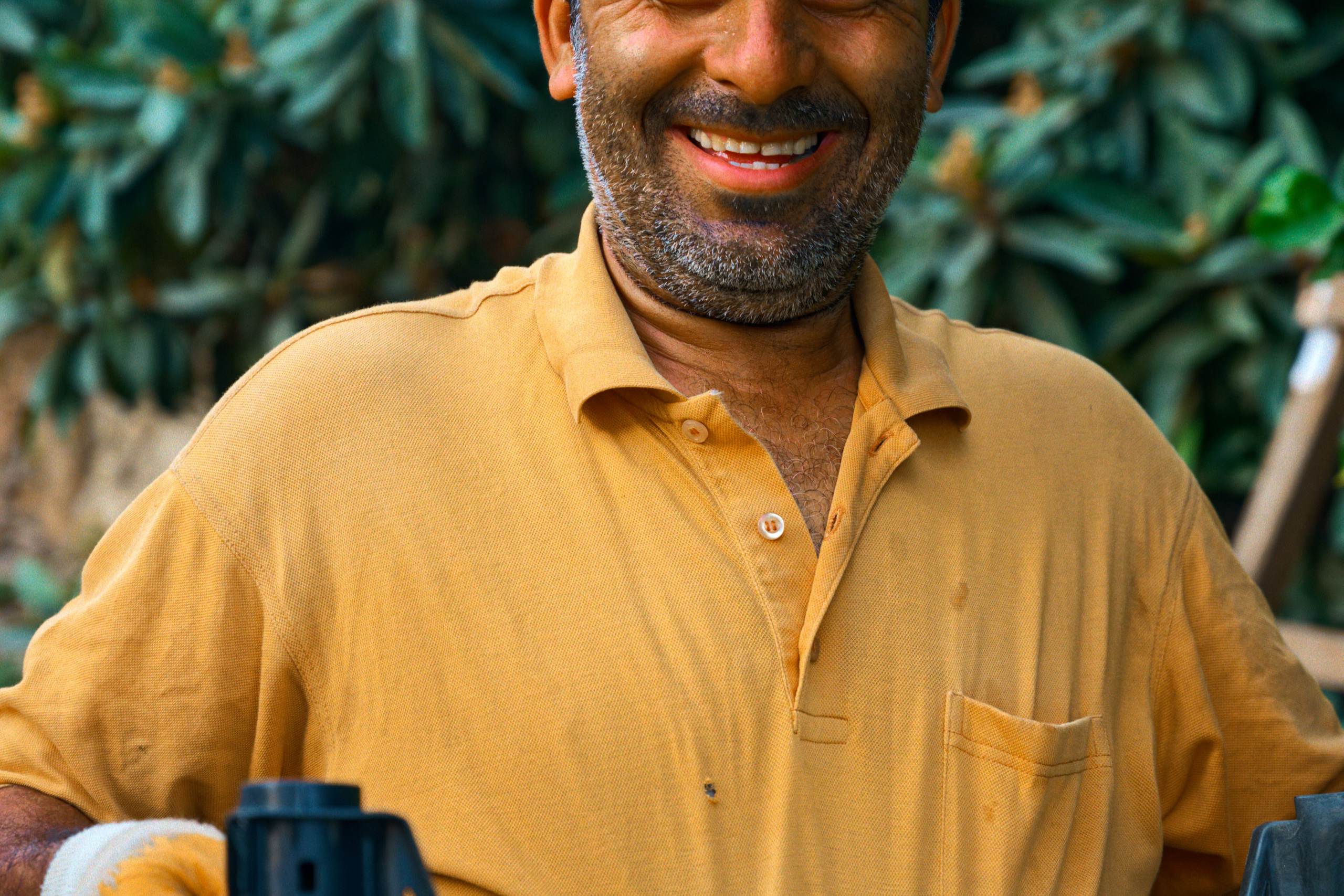 Agriculture — orange pickers