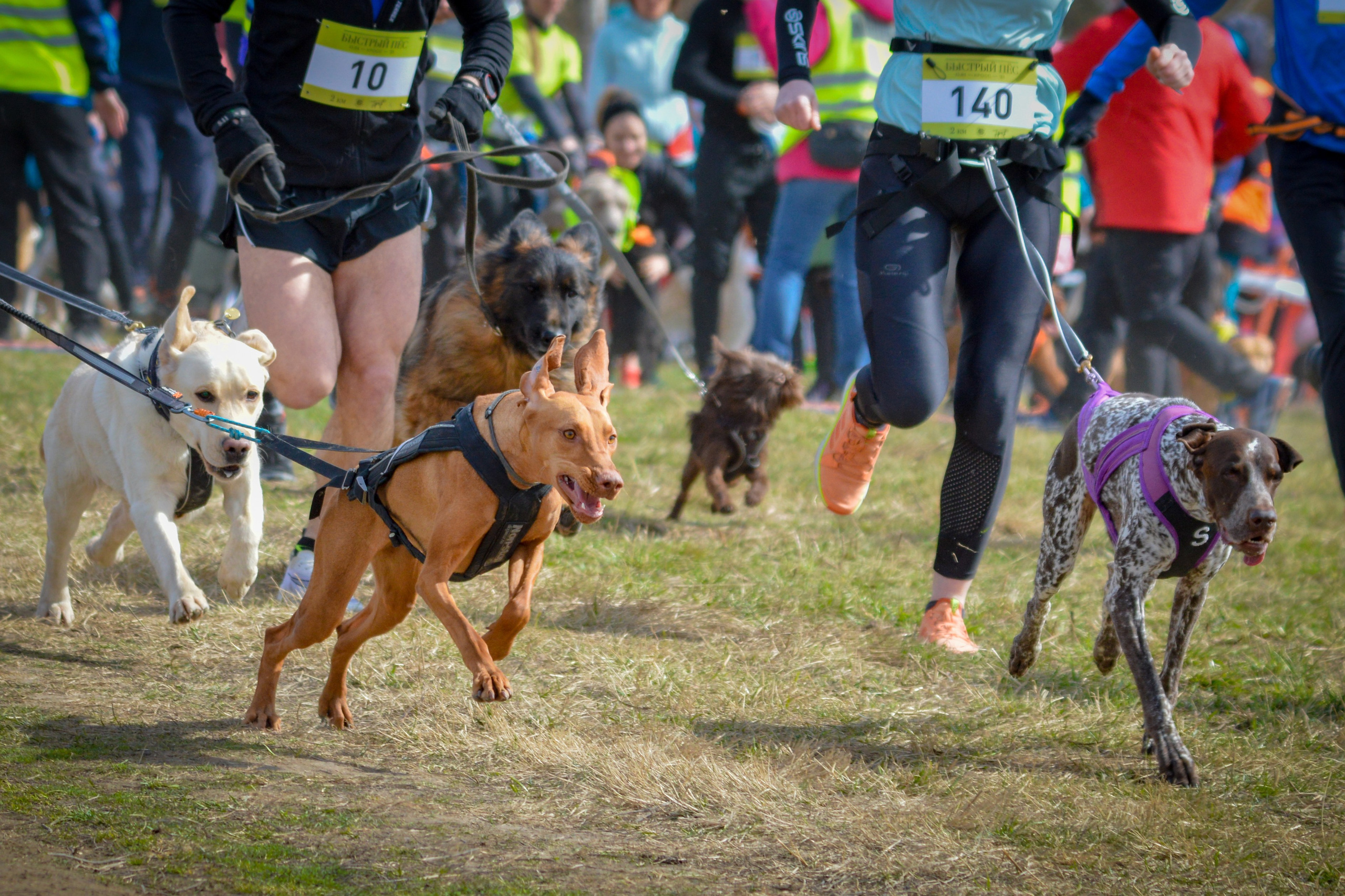 Кросс «Быстрый Пёс» — 15.04.2023