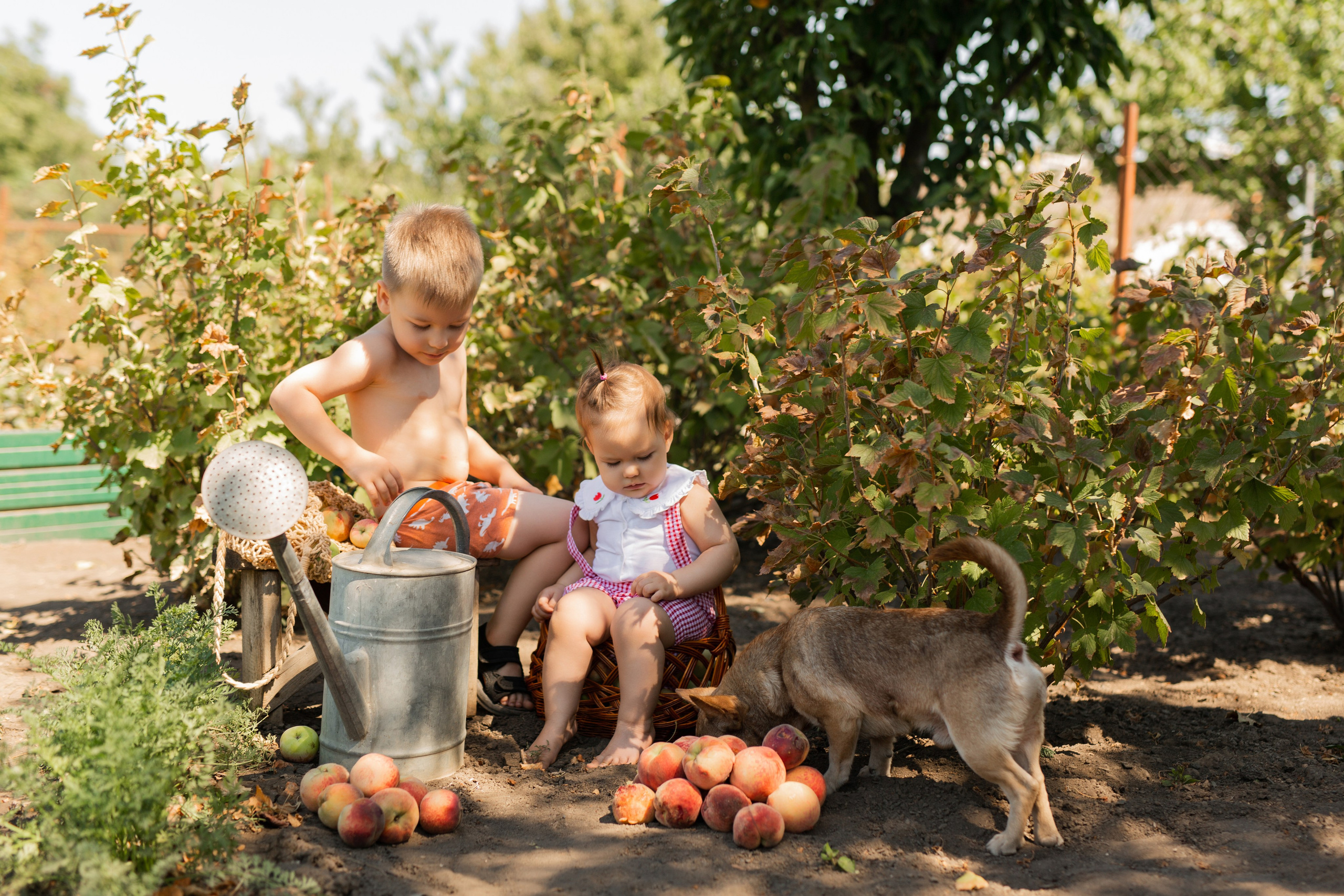 В огороде у бабушки