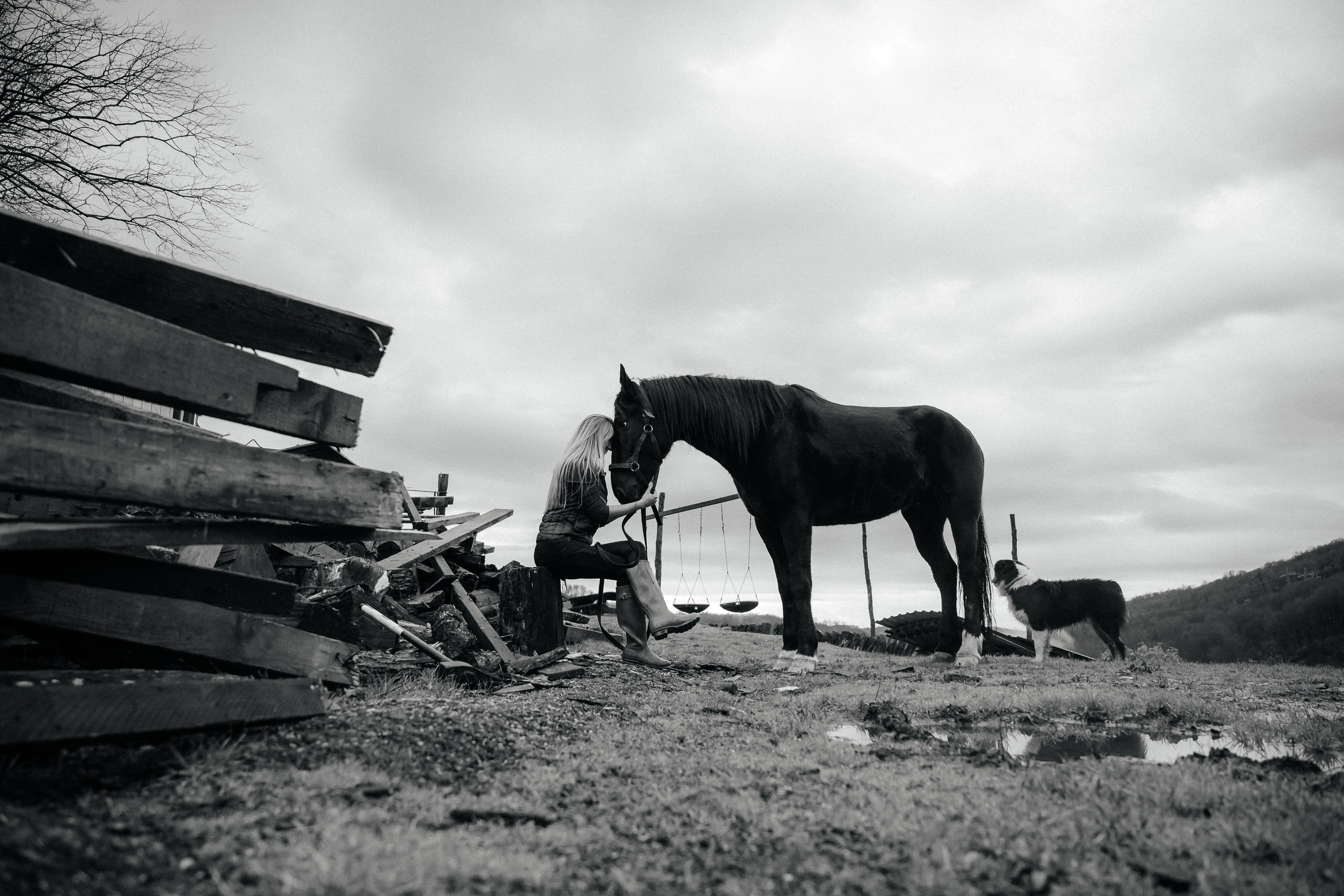 Из Швейцарии на конюшню в Сочи