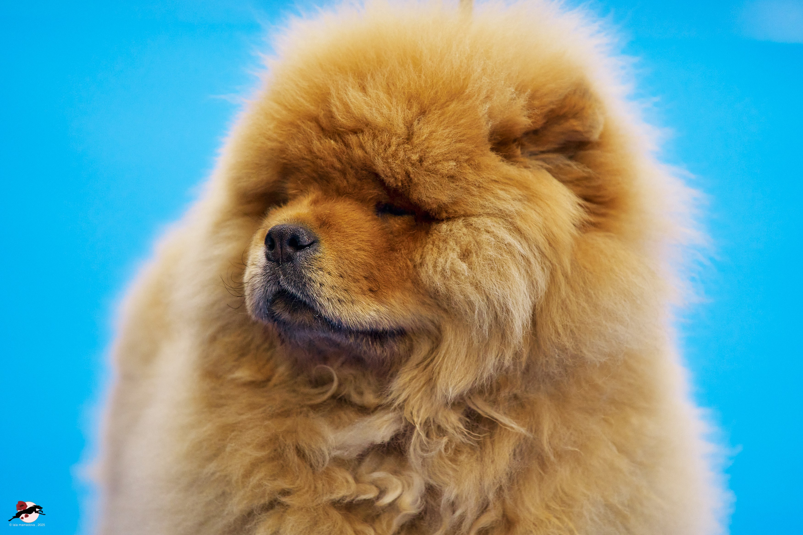 26.04.2025 | ГРАН ПРИ «ВЕСЕННИЙ ПЕТЕРБУРГ» & «СУПЕР КУБОК «ЭЛИТЫ»-2025»