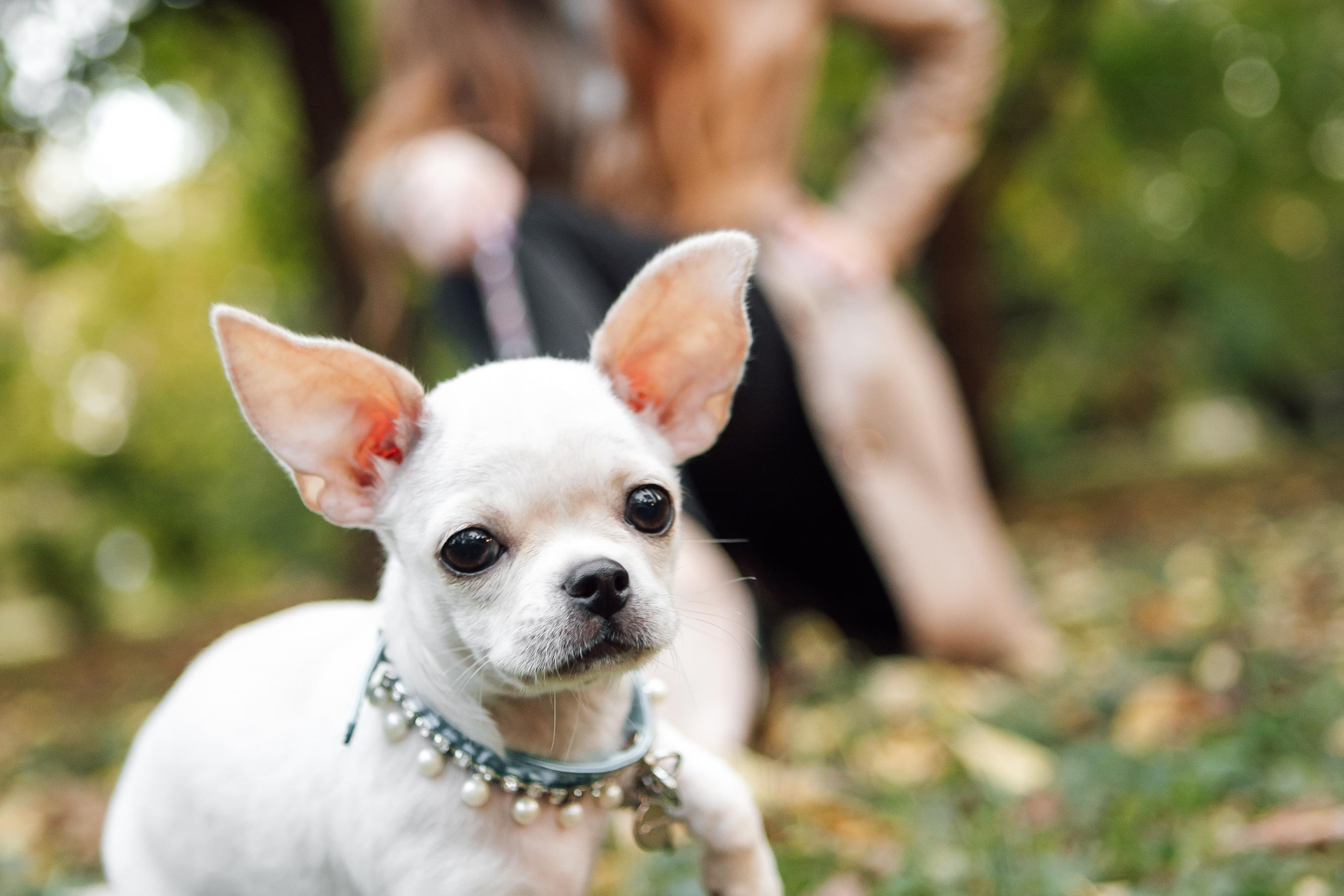 Осень в Ботаническом саду 2020