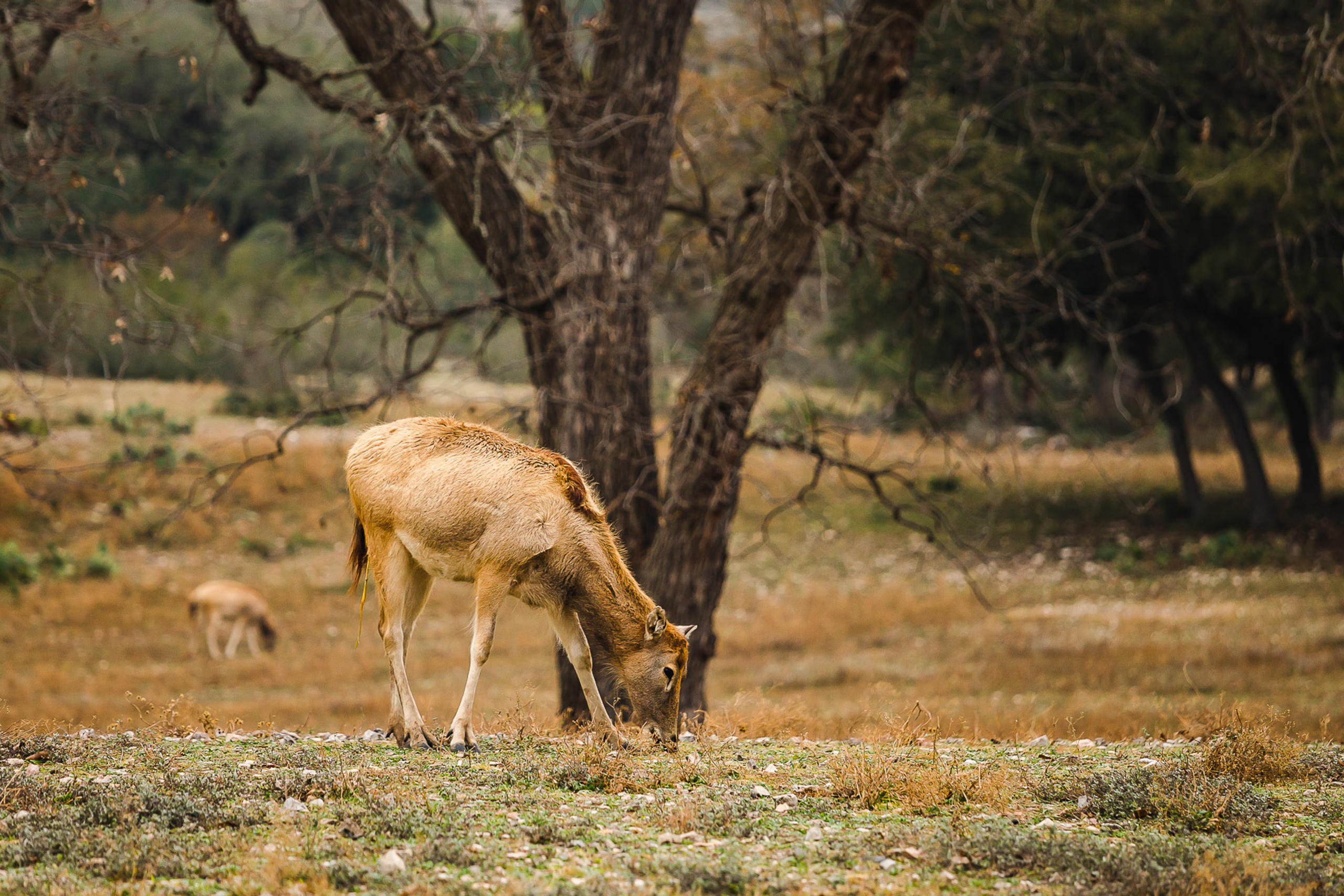 Техас. Фотограф Дмитрий Питерский