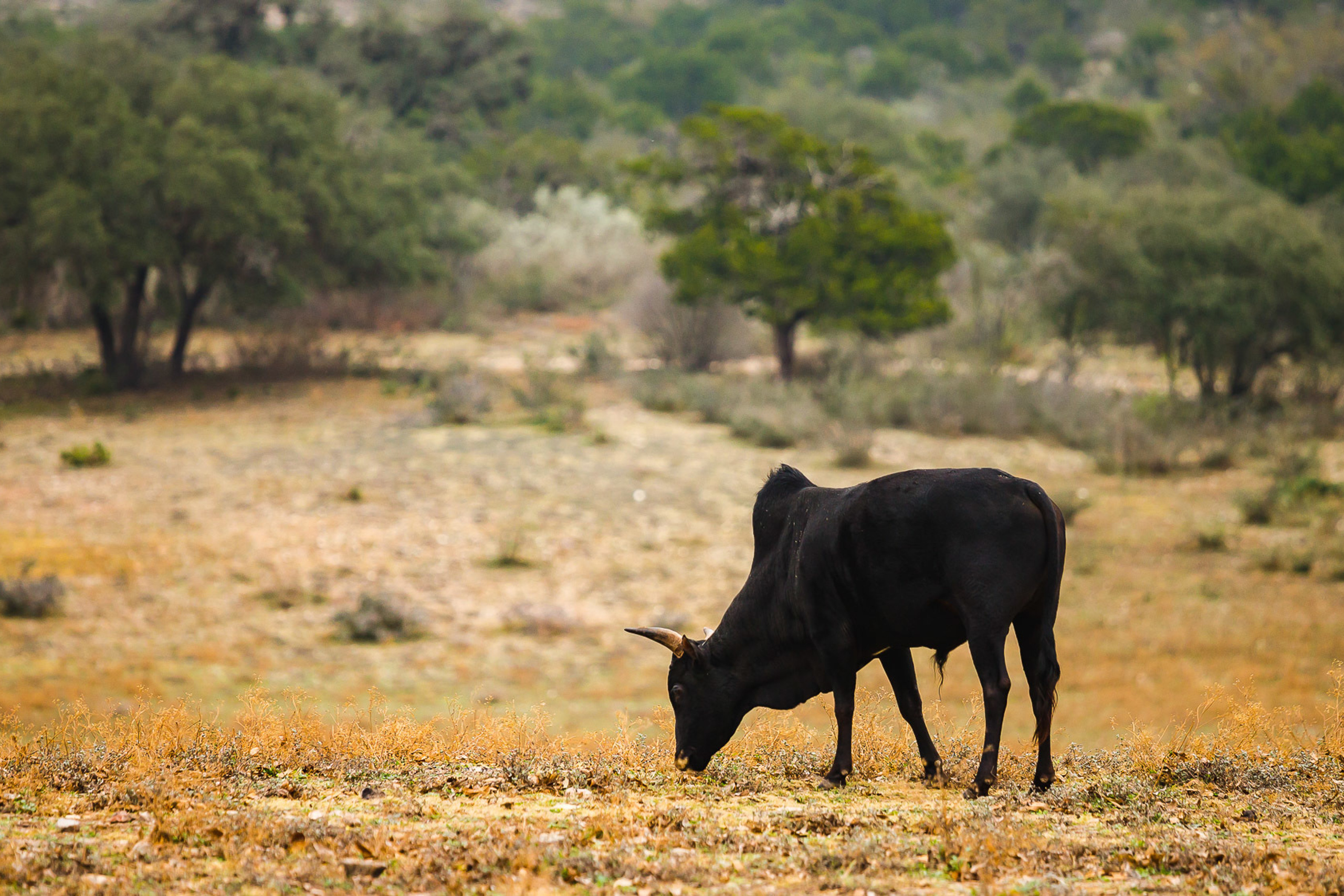 Техас. Фотограф Дмитрий Питерский