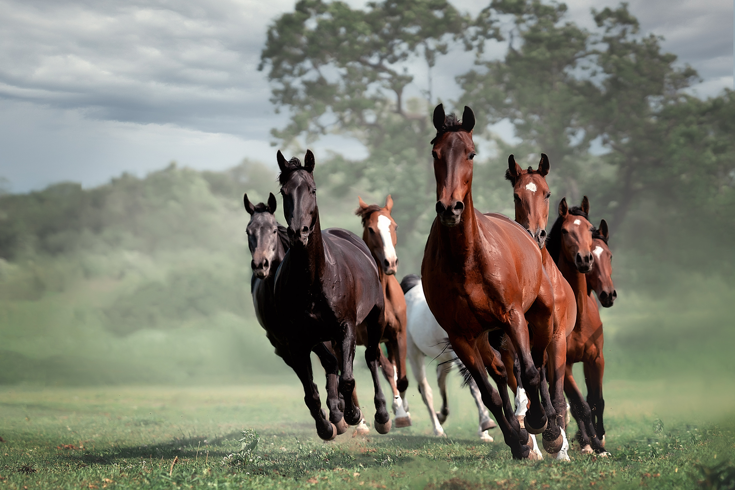 Фотографии животных