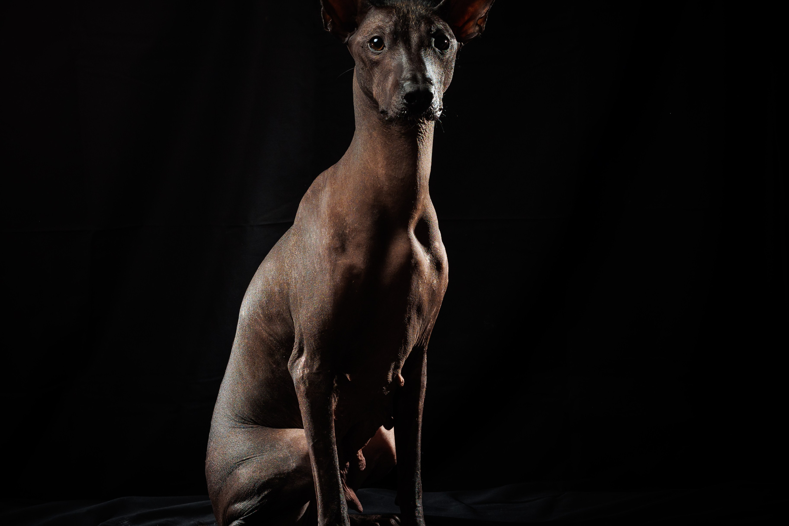 Фараонова собака