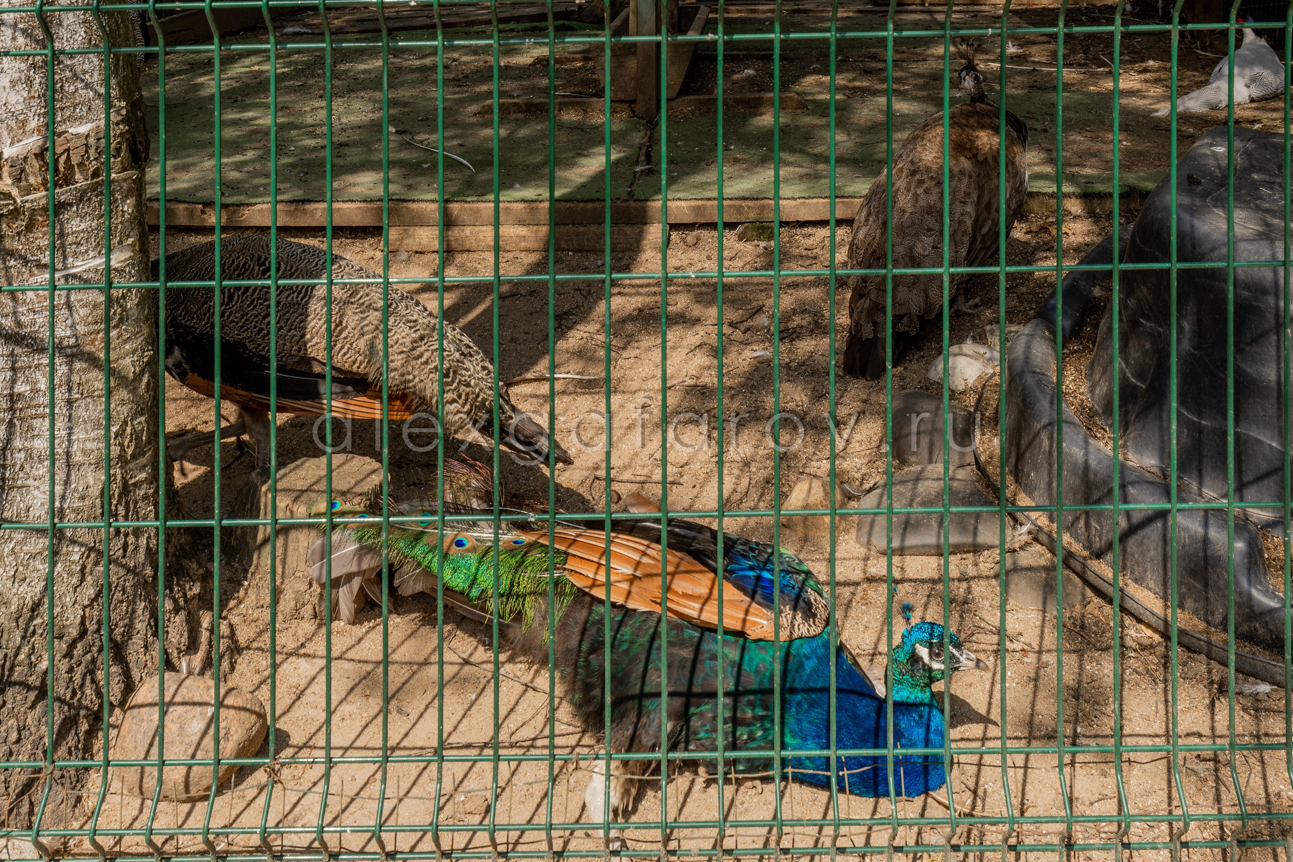 Коттеджный поселок «Ruza Family Park». Фотограф Гафаров Александр