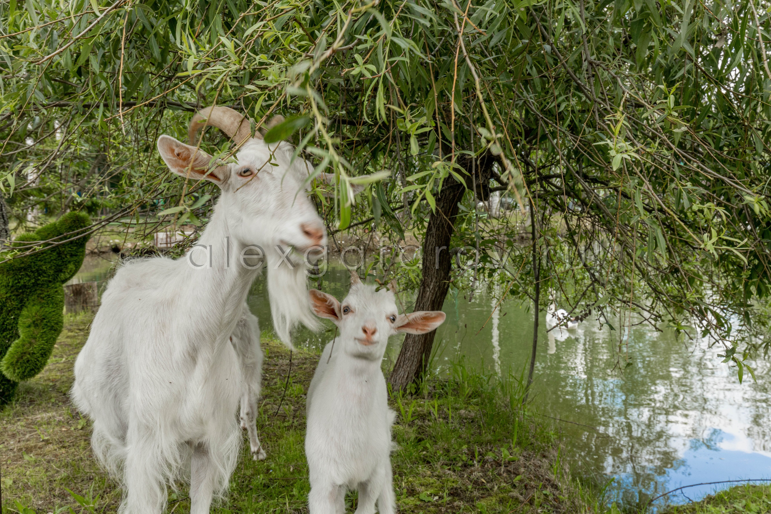 Коттеджный поселок «Ruza Family Park». Фотограф Гафаров Александр