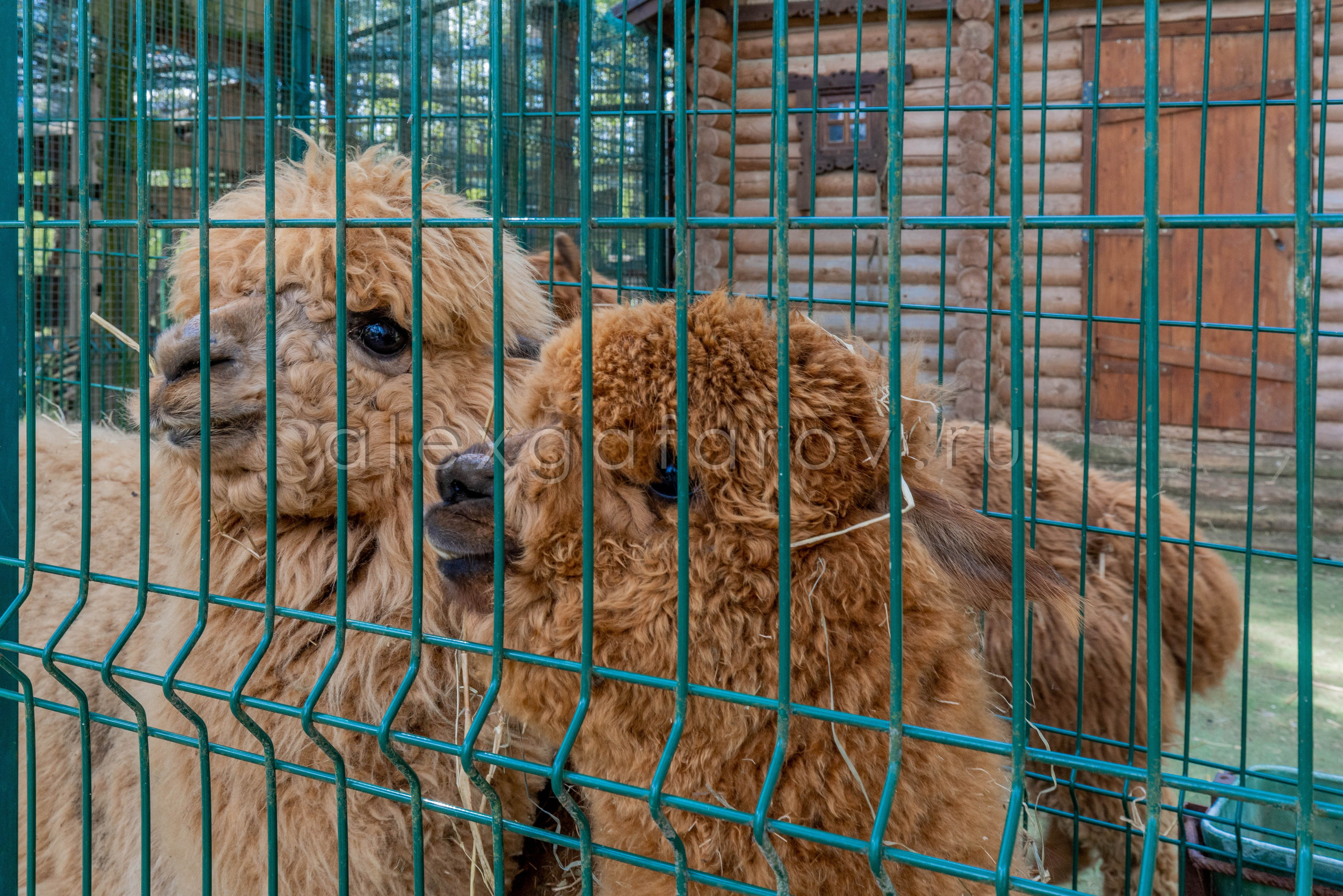 Коттеджный поселок «Ruza Family Park». Фотограф Гафаров Александр