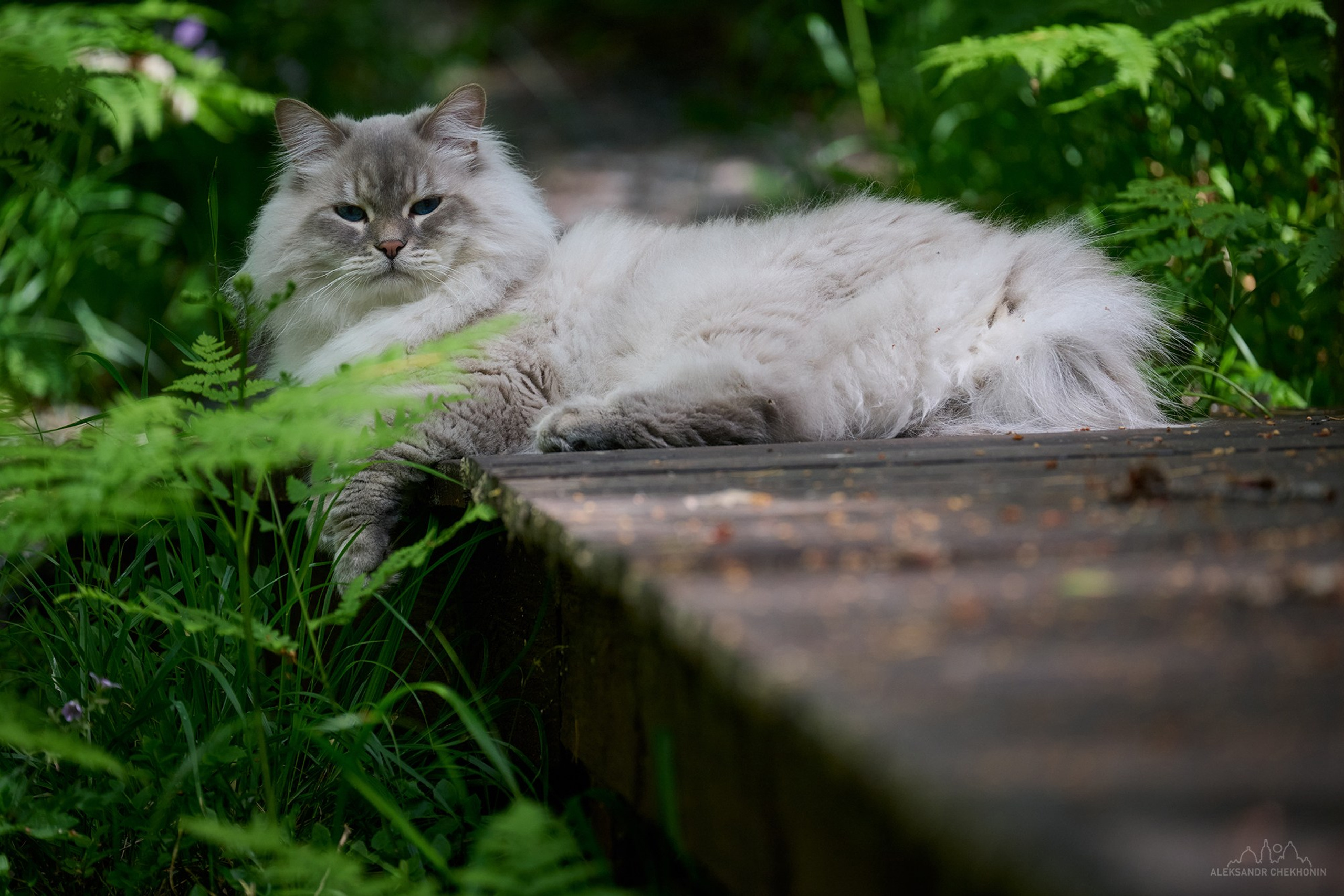 Кот Вельвет