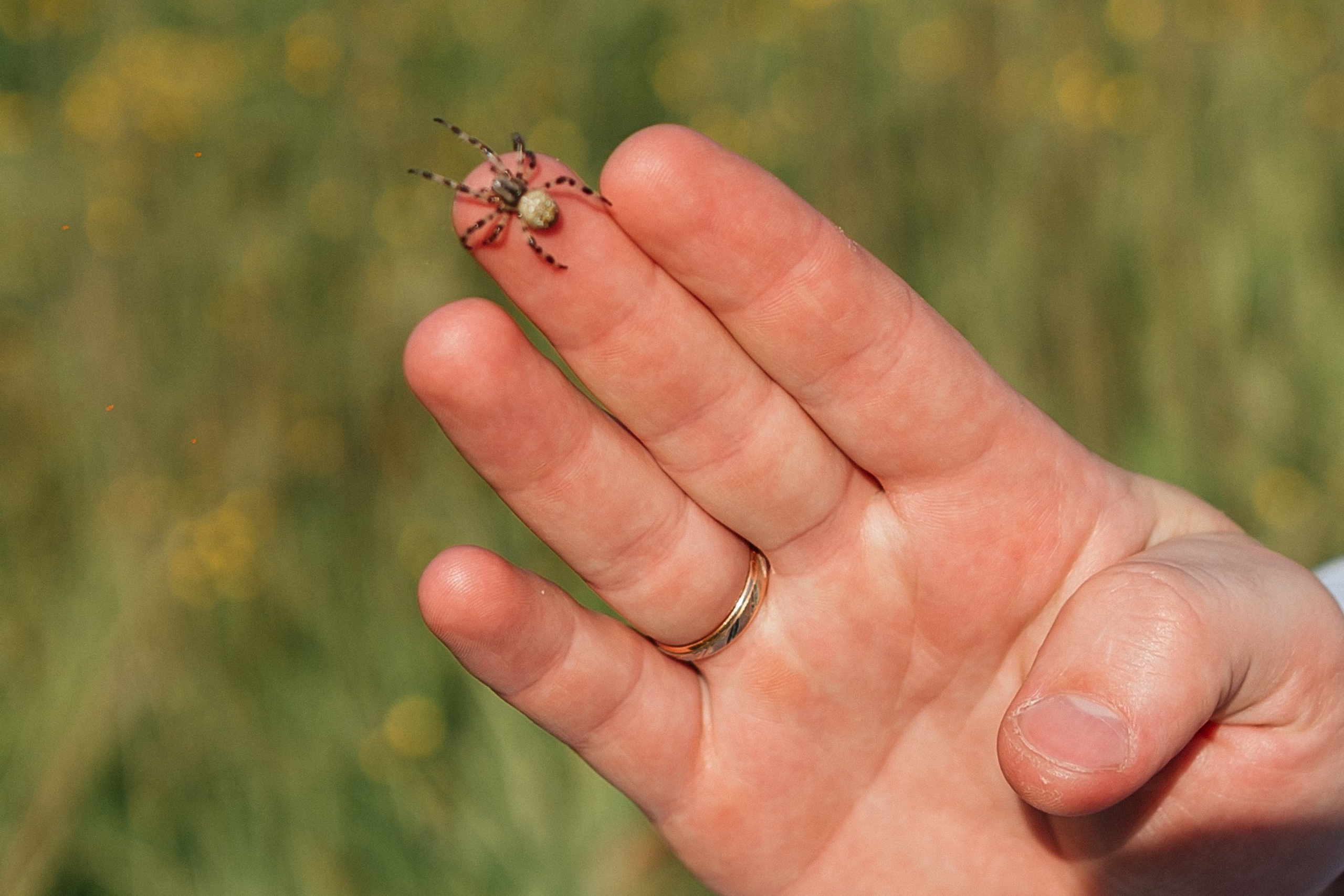 Одуванчики. Фотограф в Петропавловске-Камчатском (Камчатка) Алевская Алина