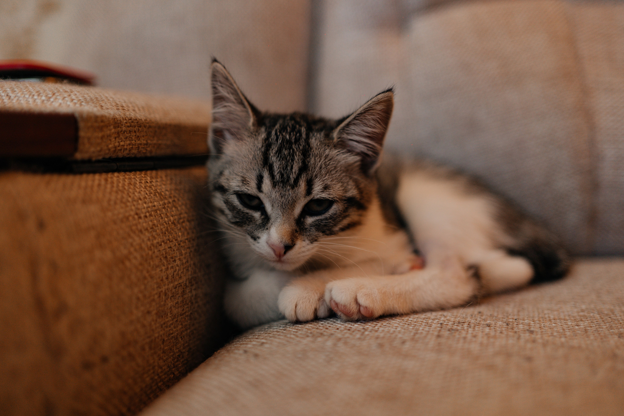 Евгений Мирослава. Фотограф в Петропавловске-Камчатском (Камчатка) Алевская Алина