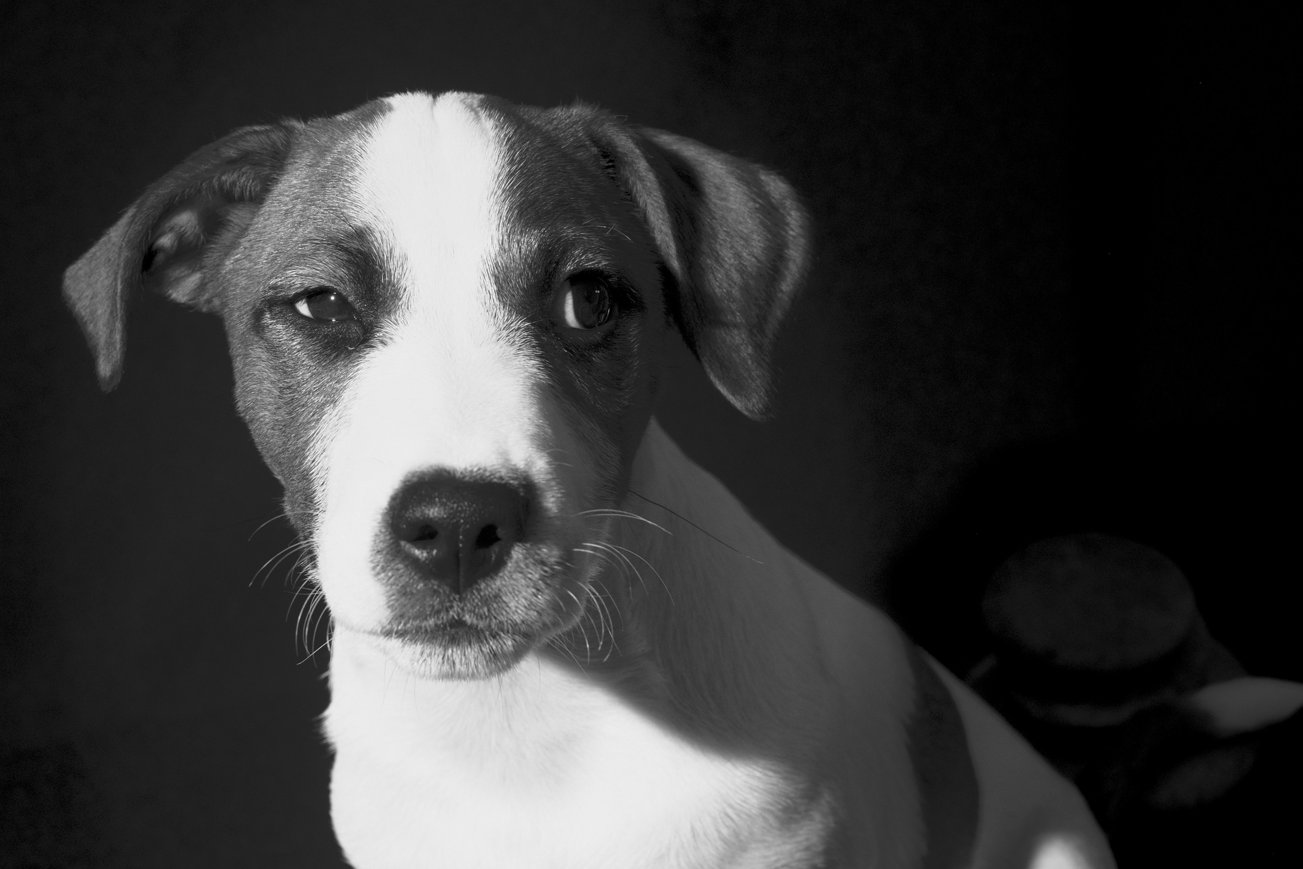 Блог. Фотограф анималист, пейзажист, спортивные мероприятия. Новосибирск