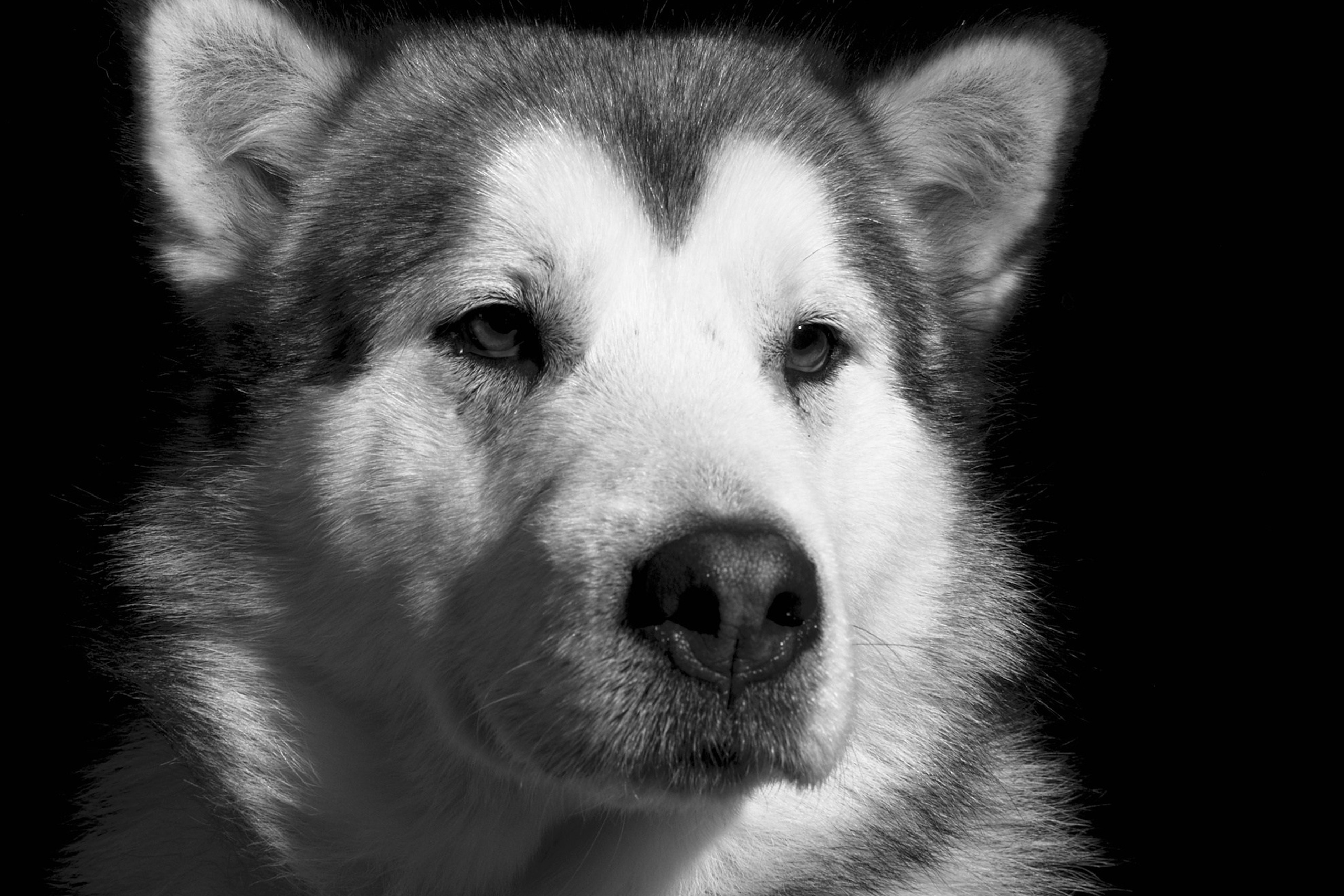Блог. Фотограф анималист, пейзажист, спортивные мероприятия. Новосибирск