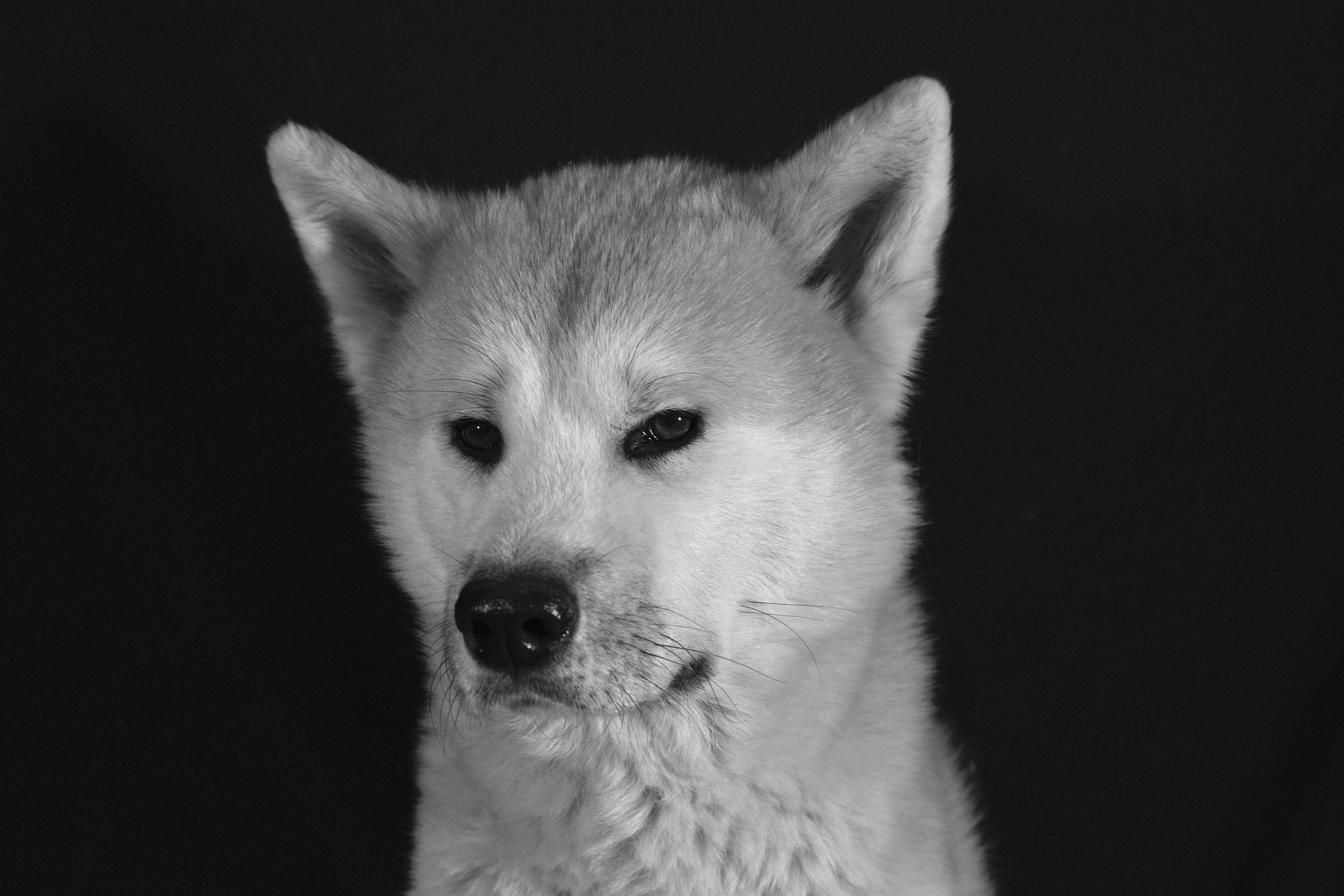 Блог. Фотограф анималист, пейзажист, спортивные мероприятия. Новосибирск