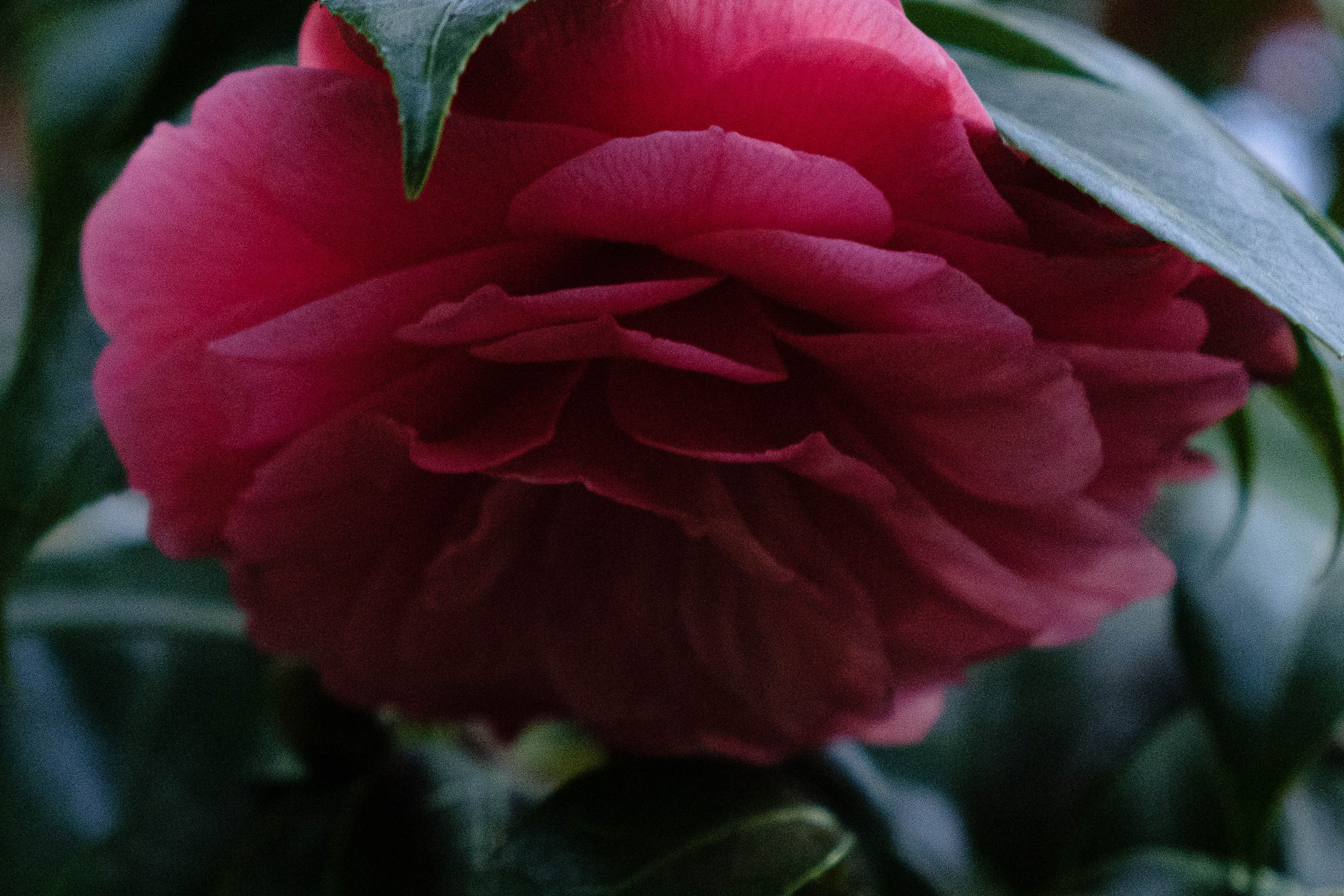 Старая Фондовая оранжерея