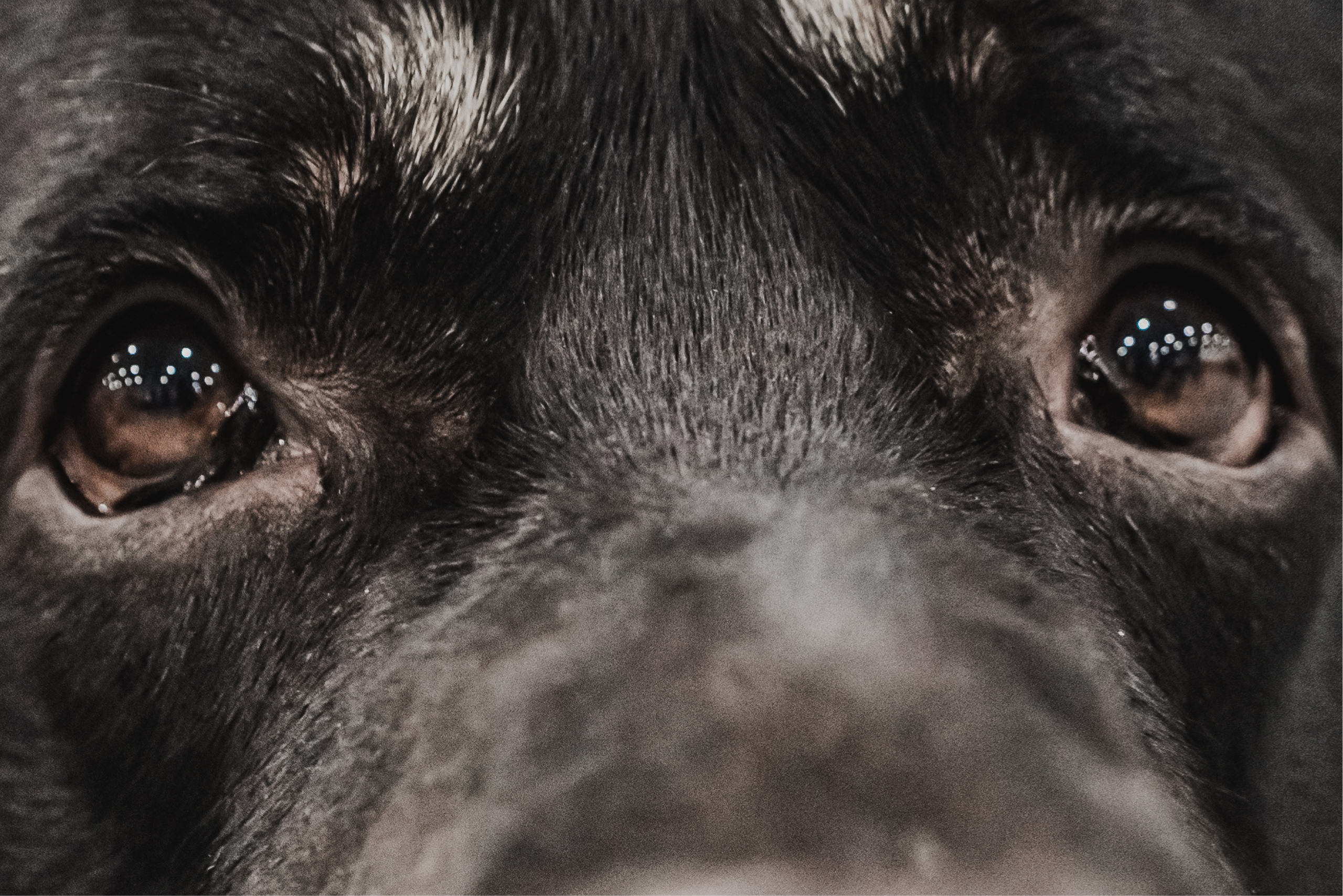 Международная выставка собак всех пород