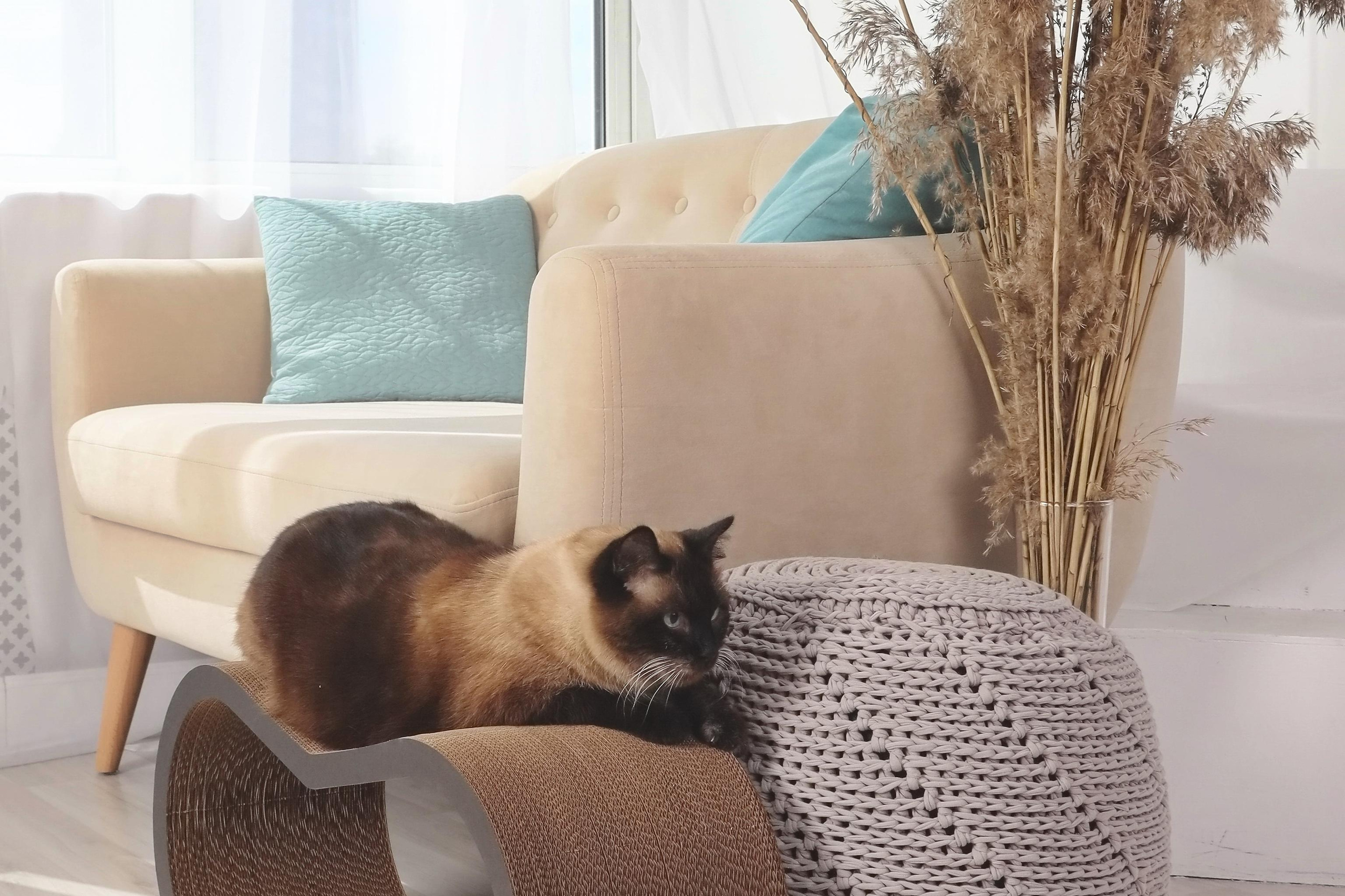 Съёмка животных и с животными