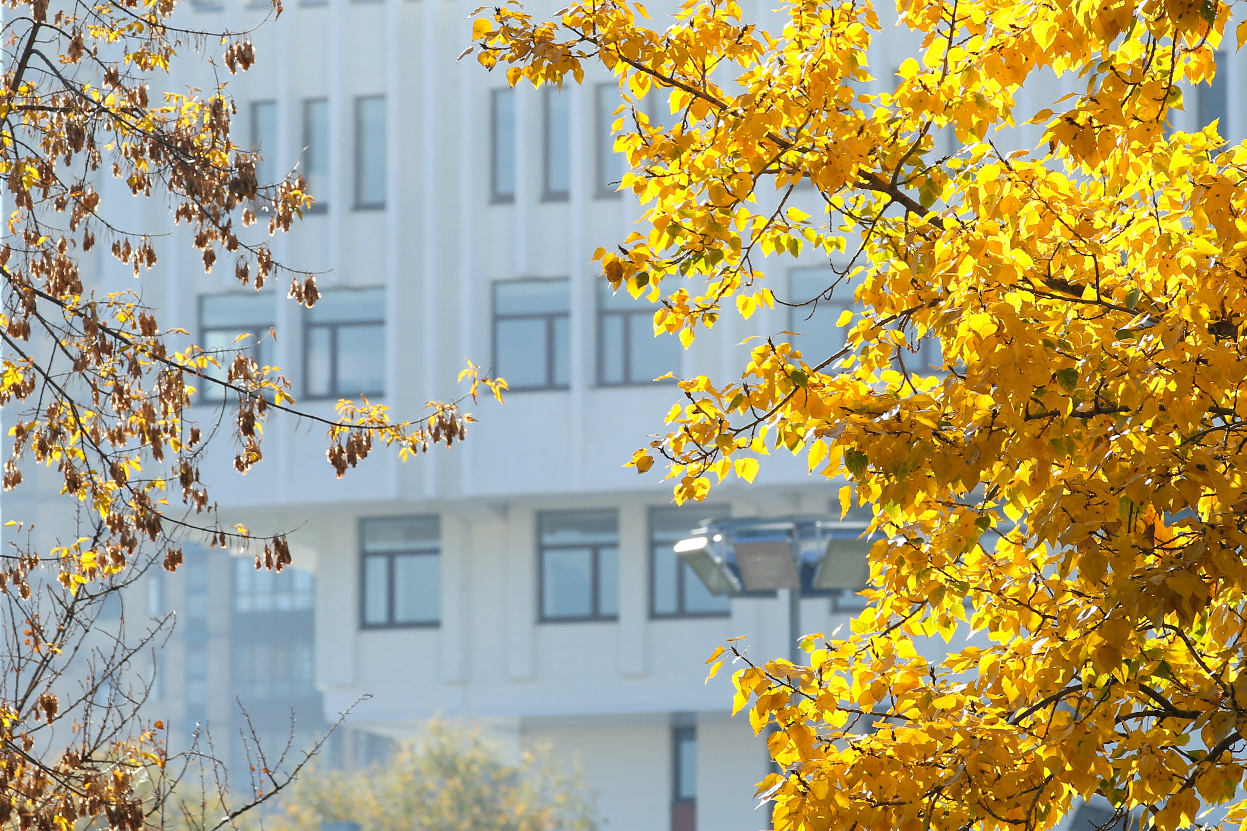 Виды Академии